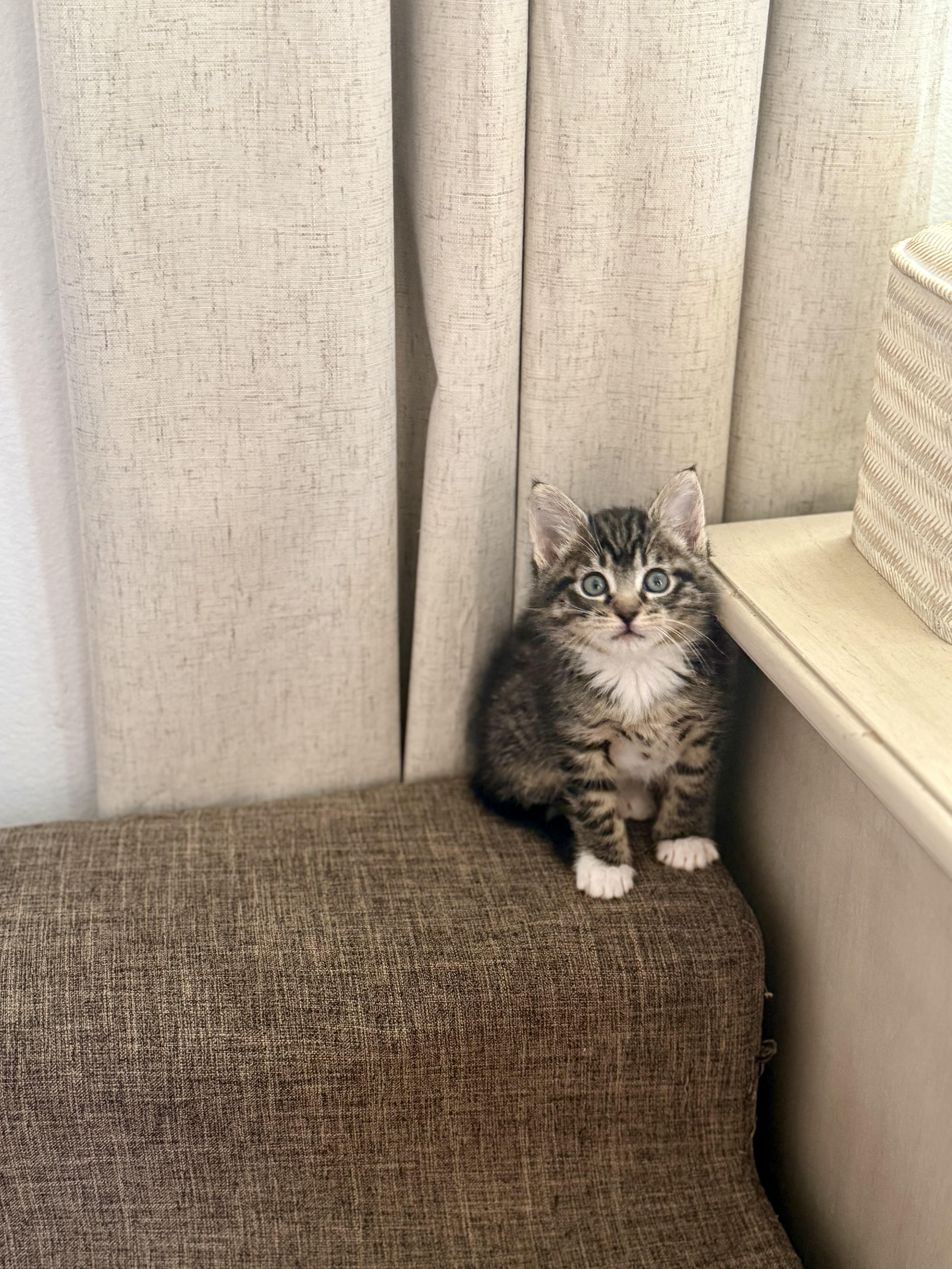 Enlarge Sushi, a Adopted mixed breed in Simi Valley, CA image 3/3