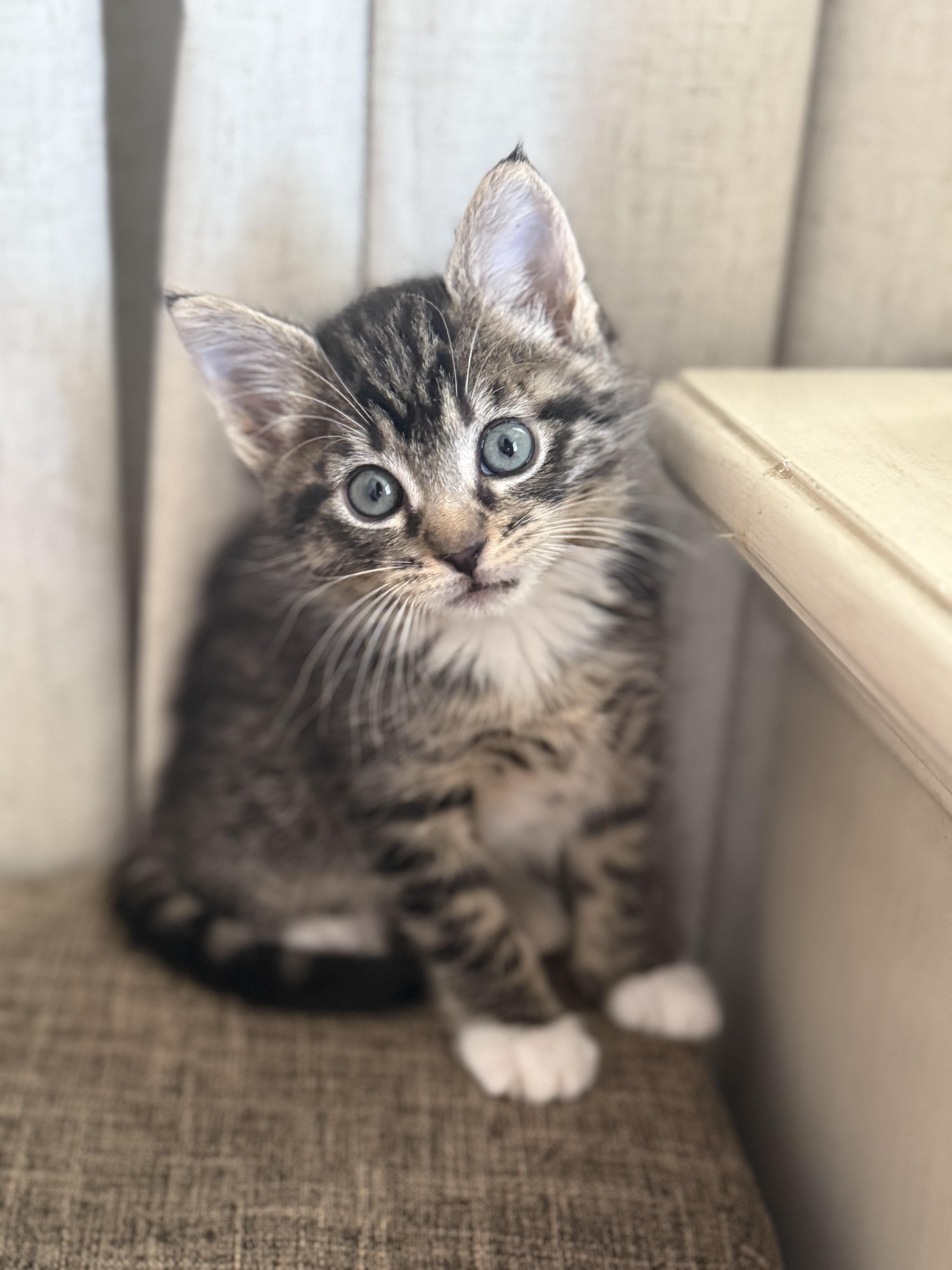 Sushi, Adopted, Kitten Female Domestic Short Hair.