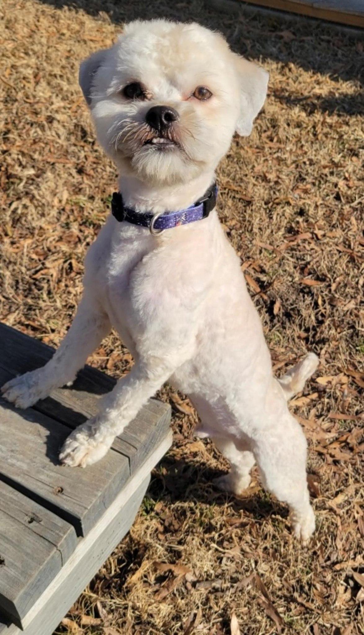 Bryer, ADOPTABLE, Adult Male Bichon Frise & Shih Tzu.