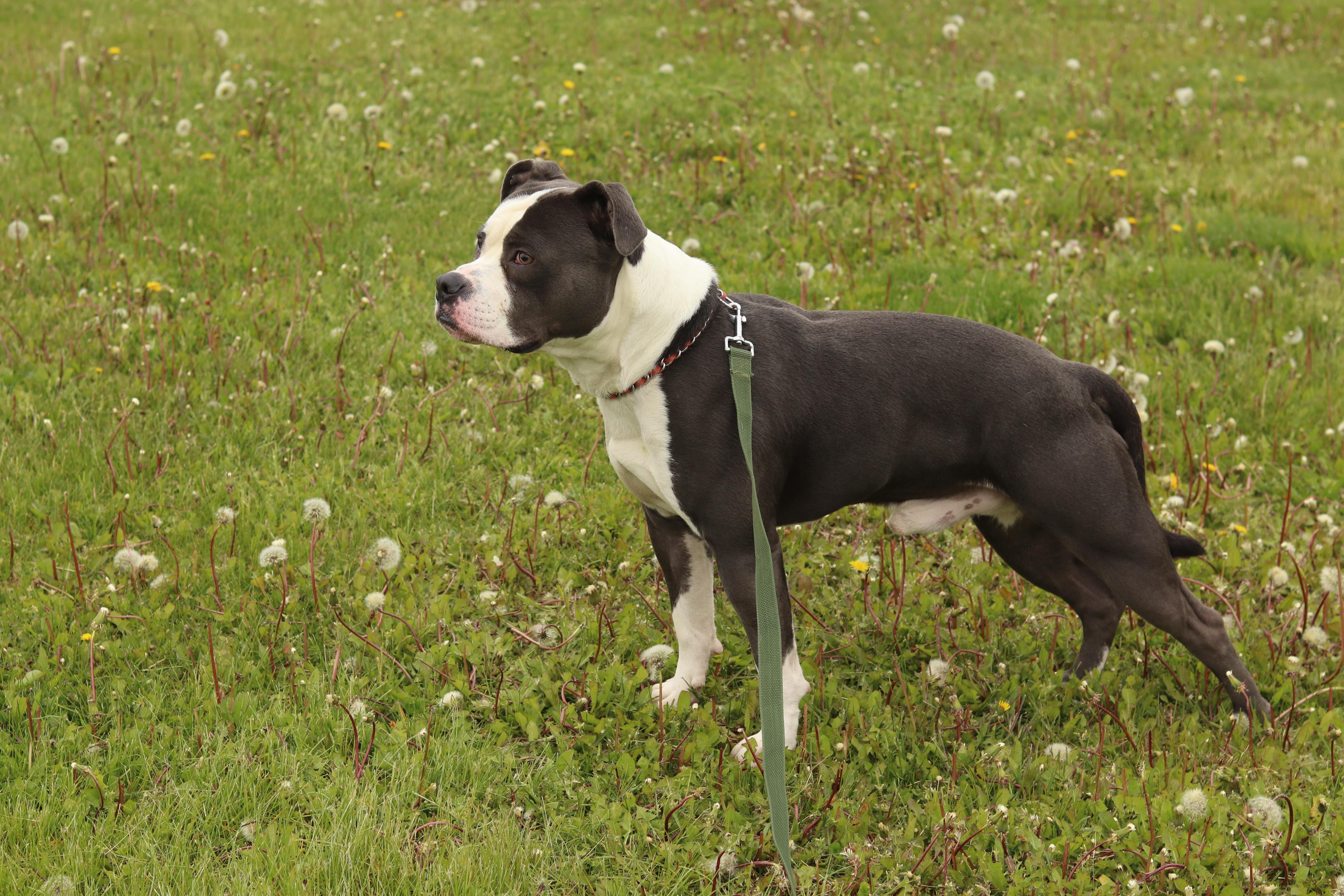 Enlarge Walton, a ADOPTABLE Mixed Breed in Ionia, MI image 3/6