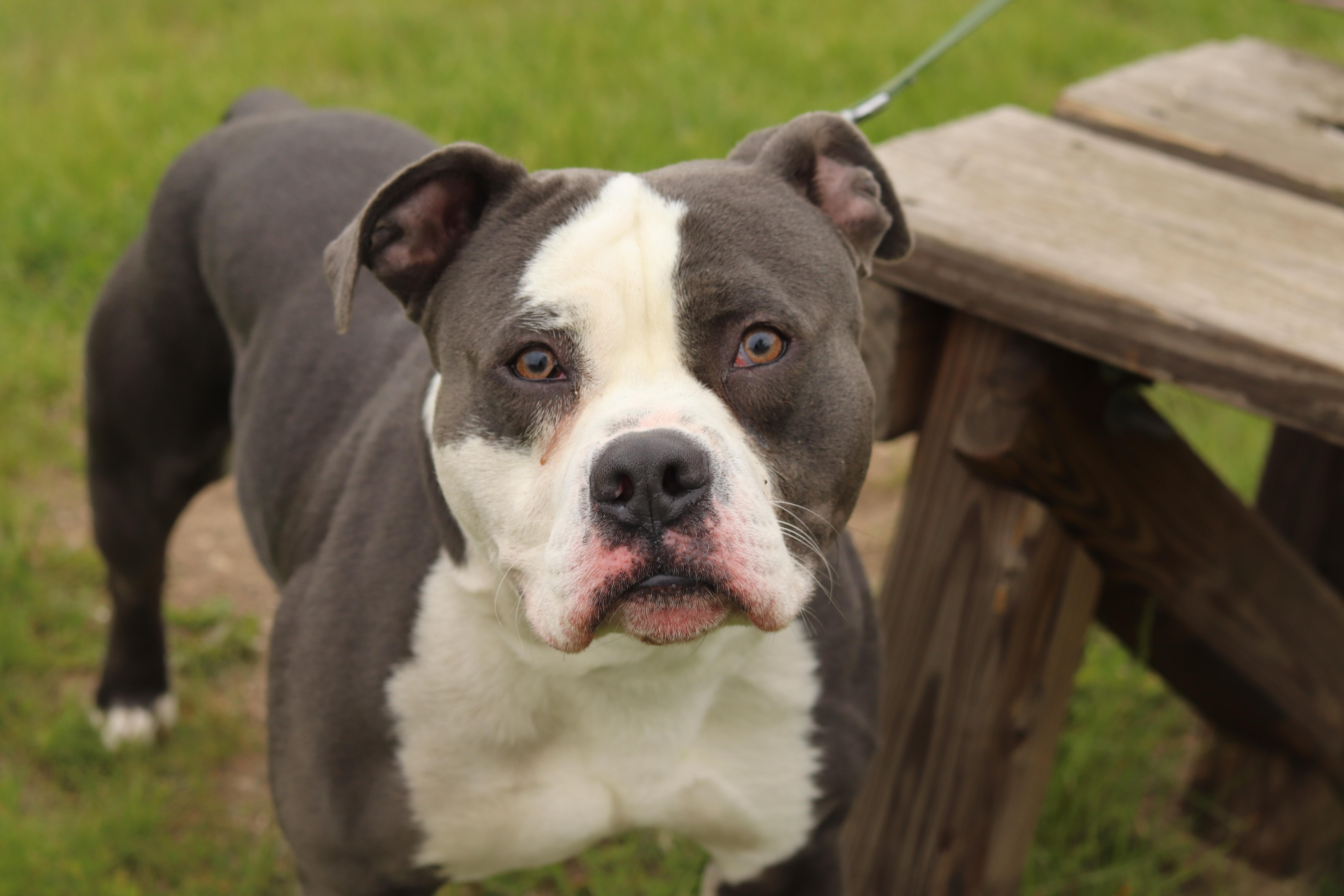 Enlarge Walton, a ADOPTABLE Mixed Breed in Ionia, MI image 6/6