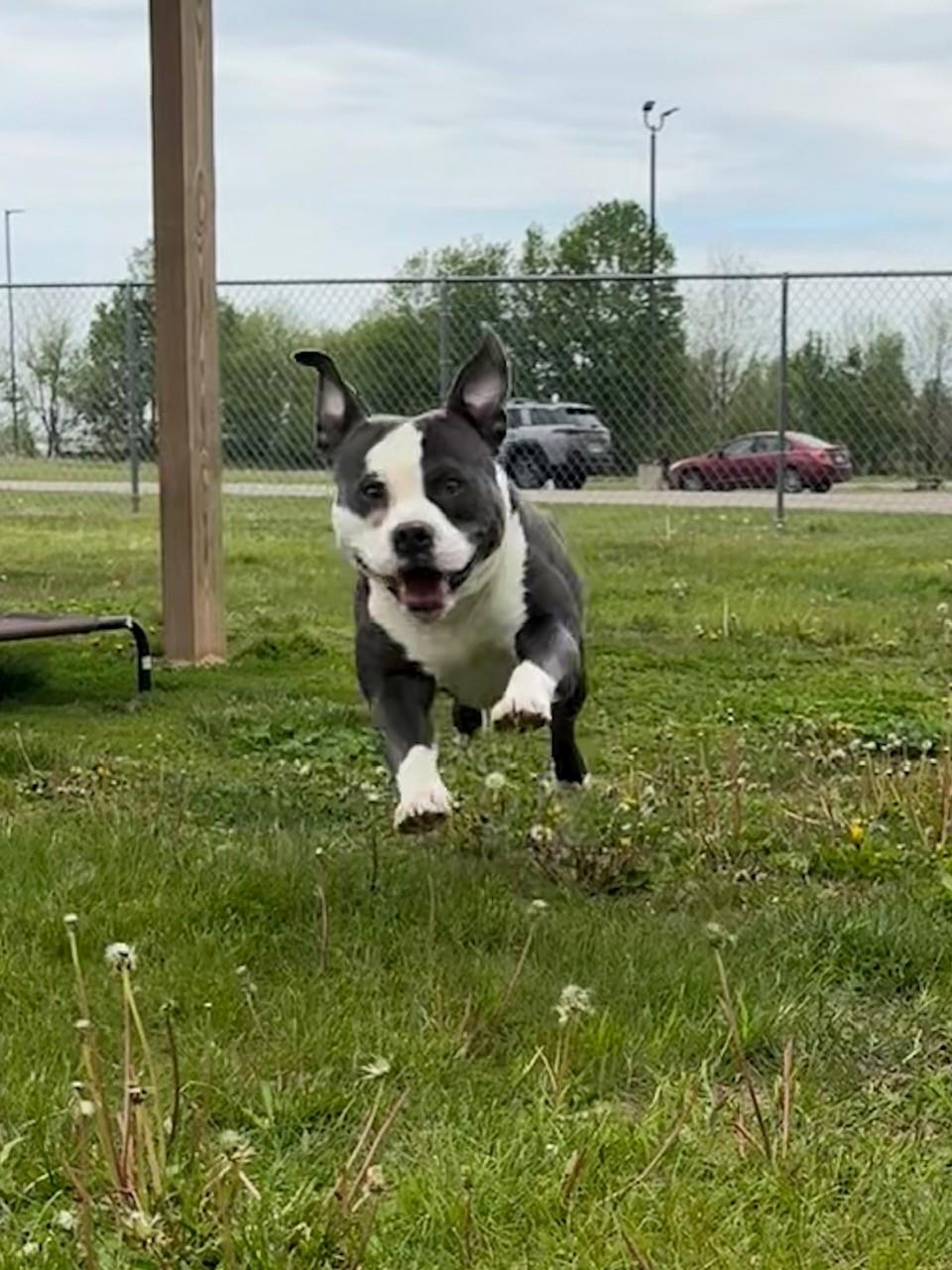 Enlarge Walton, a ADOPTABLE Mixed Breed in Ionia, MI image 4/6