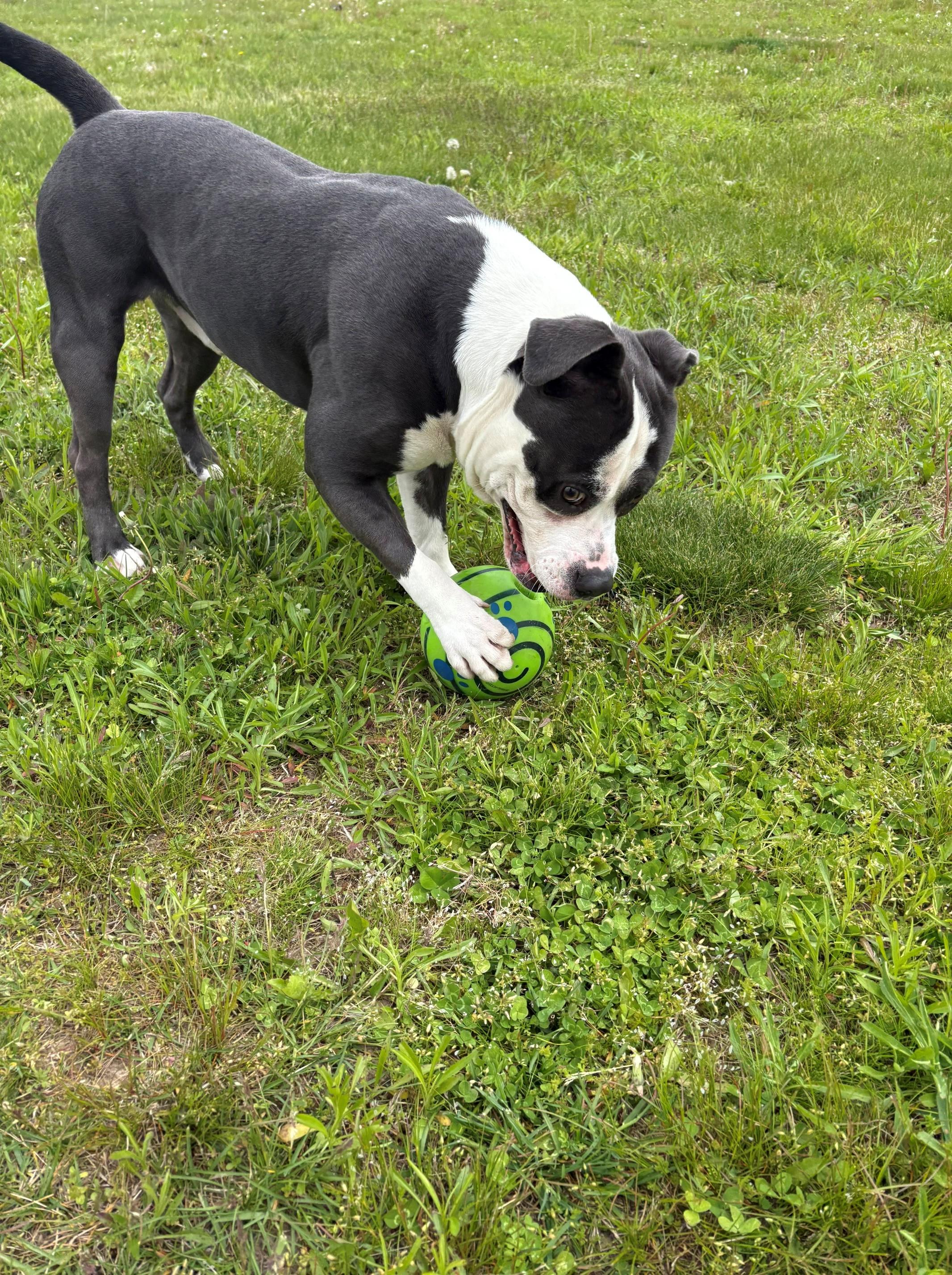 Enlarge Walton, a ADOPTABLE Mixed Breed in Ionia, MI image 5/6