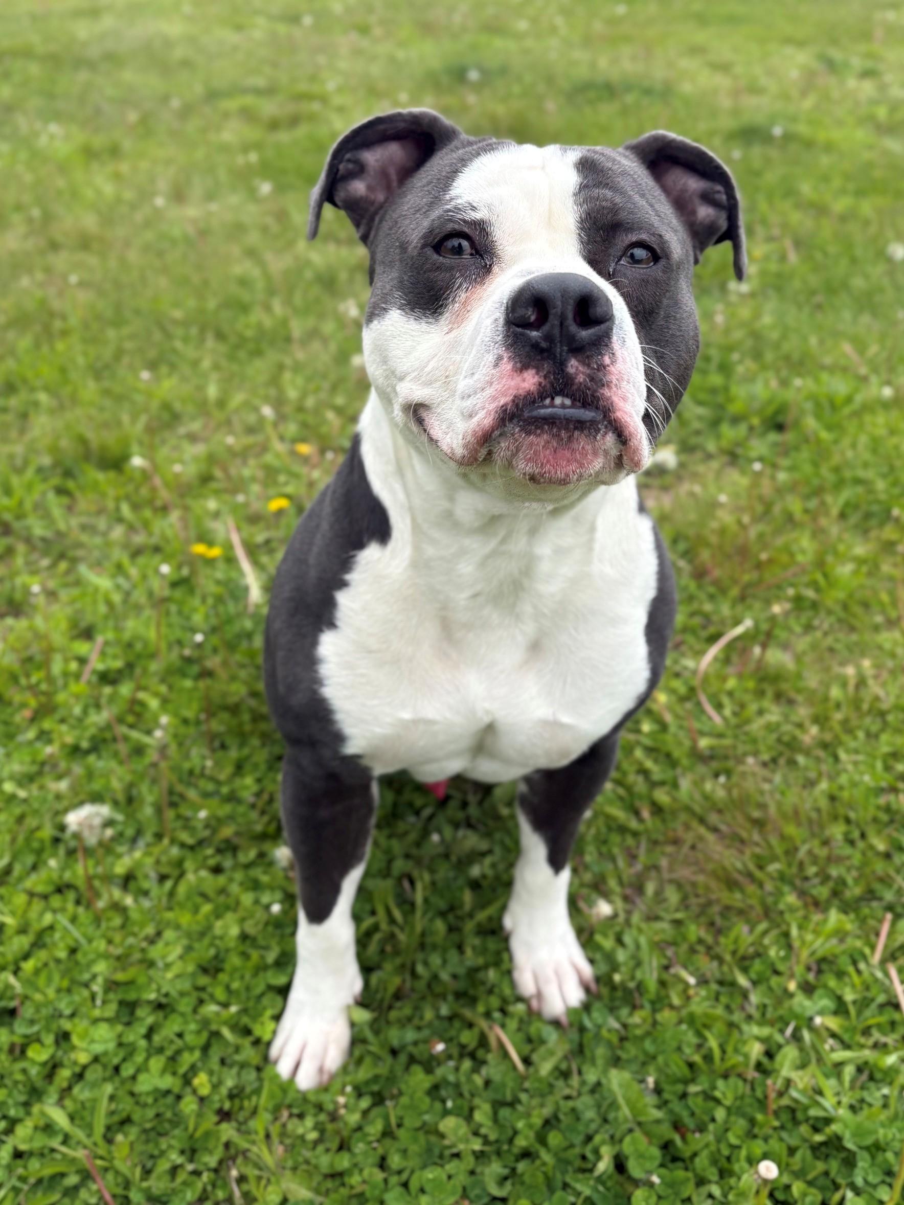 Enlarge Walton, a ADOPTABLE Mixed Breed in Ionia, MI image 2/6