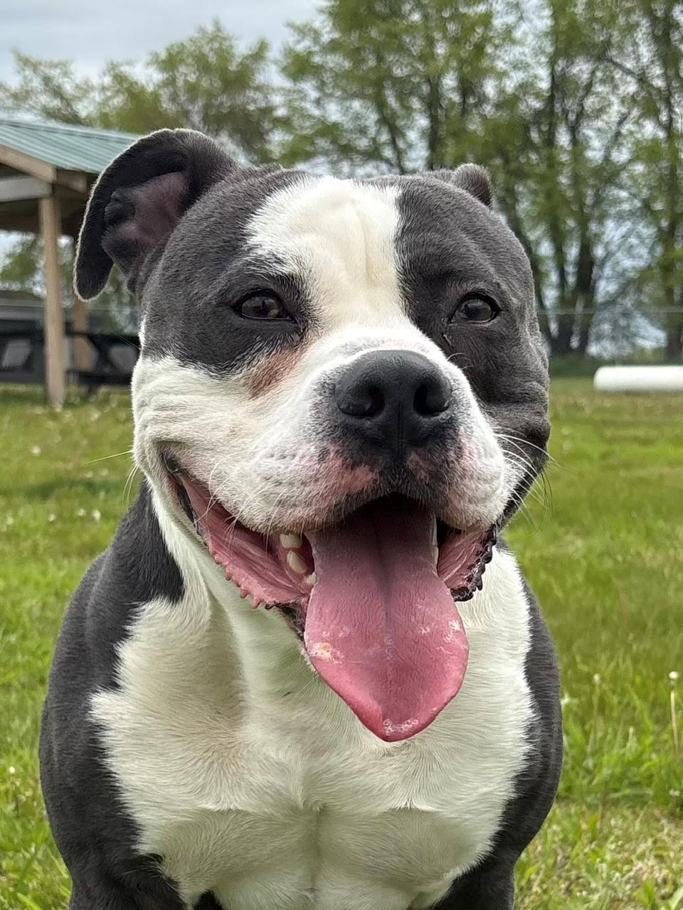 Enlarge Walton, a ADOPTABLE Mixed Breed in Ionia, MI image 1/6