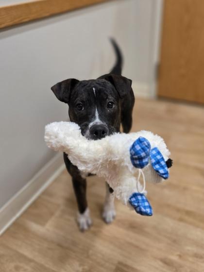 Enlarge Mary, a Adoptable Mixed Breed in Woodstock, IL image 2/4
