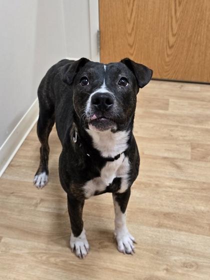 Enlarge Mary, a Adoptable Mixed Breed in Woodstock, IL image 3/4