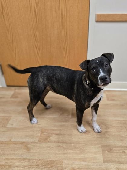 Enlarge Mary, a Adoptable Mixed Breed in Woodstock, IL image 4/4