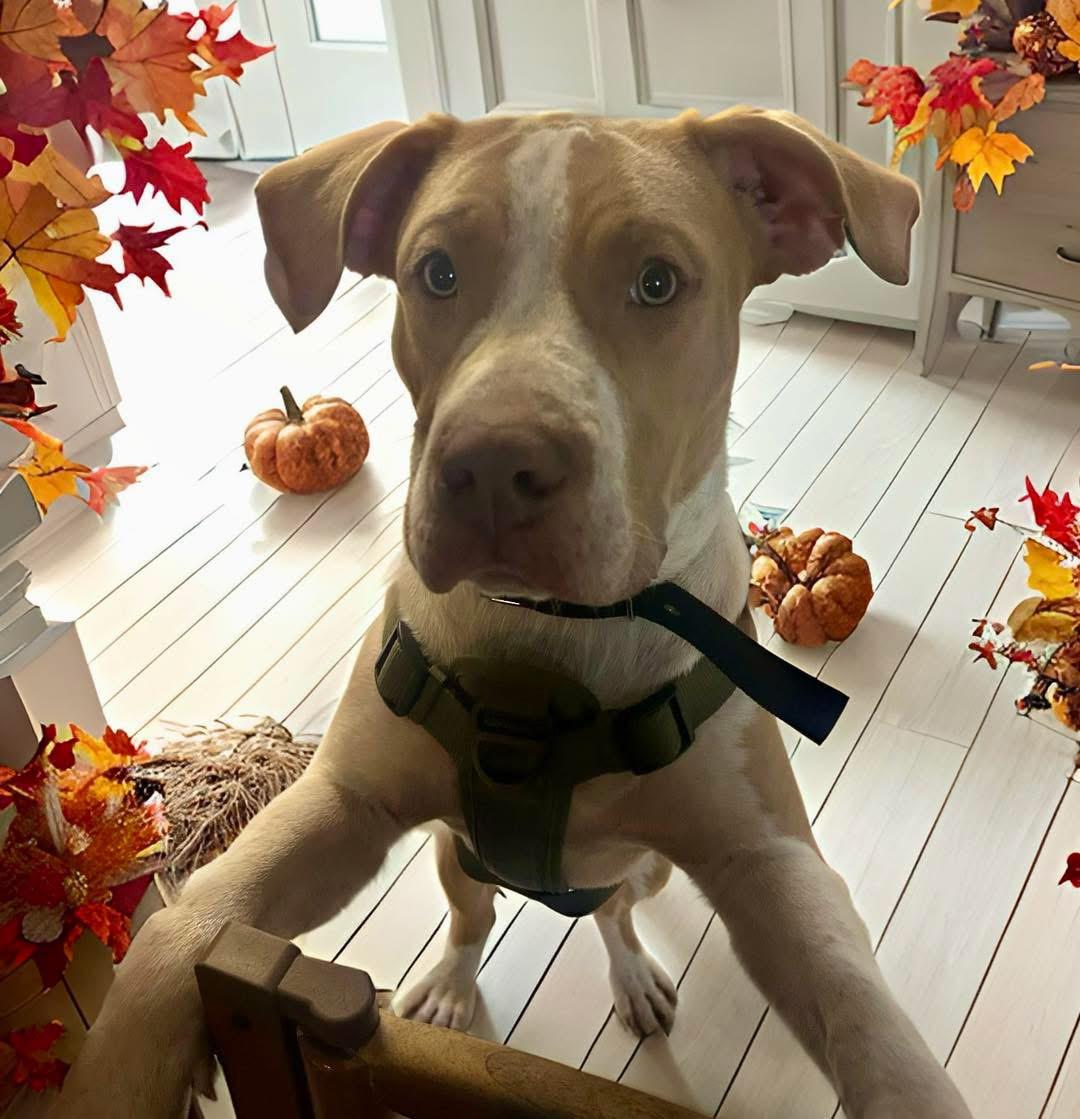 Yankee, a Adoptable mixed breed in Fairfield , CT image 2/5