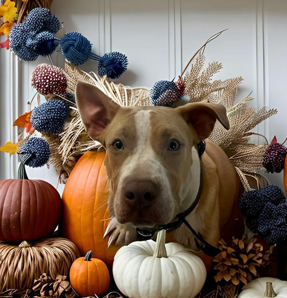 Yankee, a Adoptable mixed breed in Fairfield , CT image 3/5