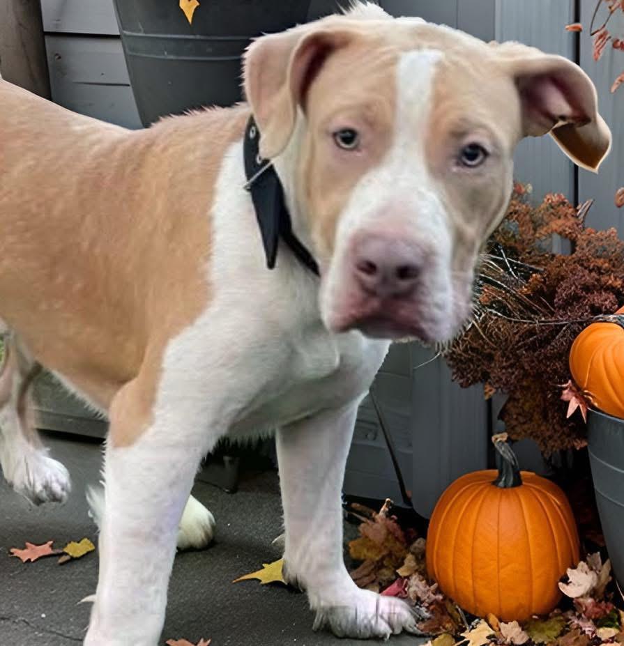 Yankee, a Adoptable mixed breed in Fairfield , CT image 4/5