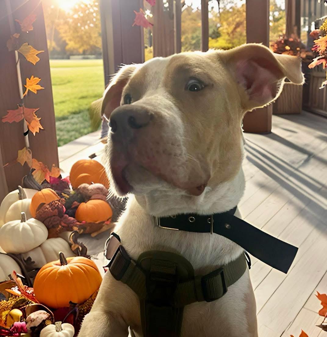 Yankee, a Adoptable mixed breed in Fairfield , CT image 5/5