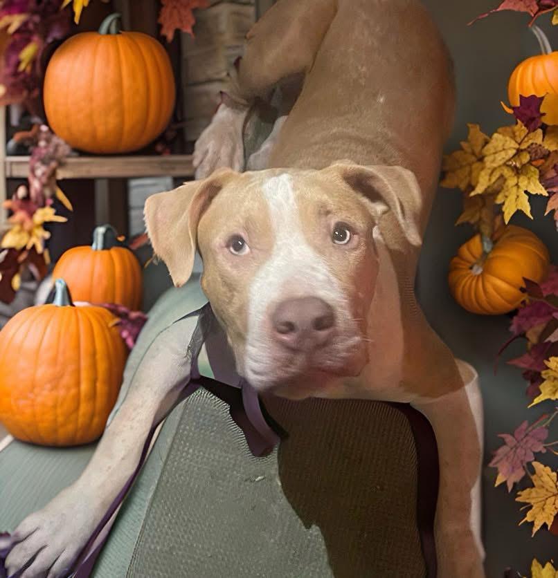 Yankee, a Adoptable mixed breed in Fairfield , CT image 1/5