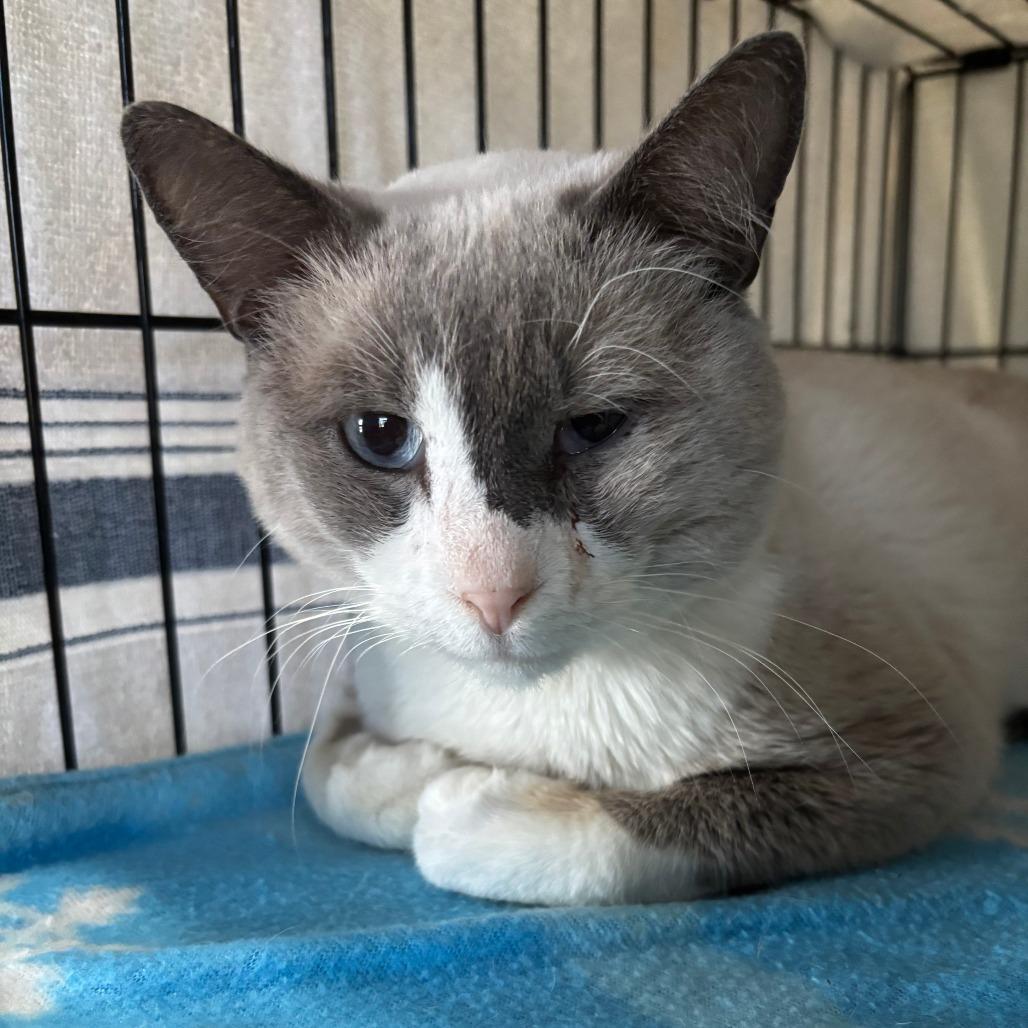 Brontios, Adoptable, Senior Male Domestic Short Hair & Siamese.