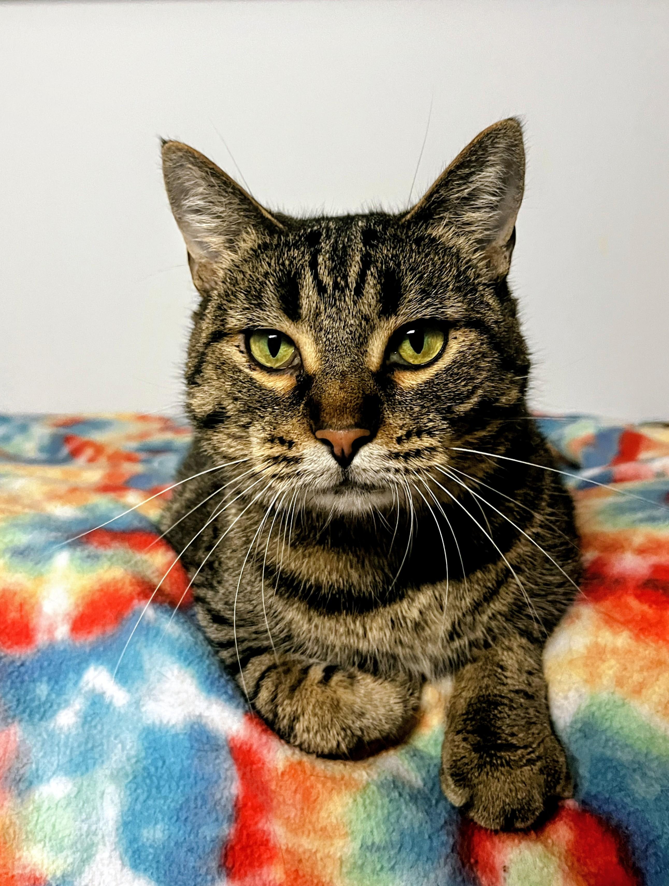 Nala, an adoptable Domestic Short Hair in Little Falls, MN, 56345 | Photo Image 1