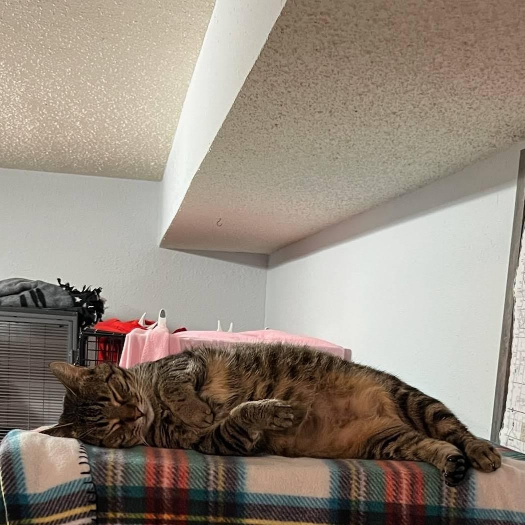 Nala, an adoptable Domestic Short Hair in Little Falls, MN, 56345 | Photo Image 3