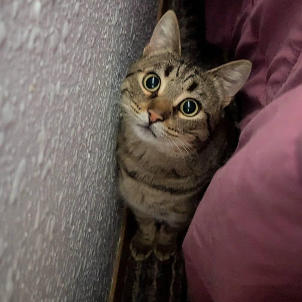 Enlarge Nala, a Adoptable Domestic Short Hair in Little Falls, MN image 4/5