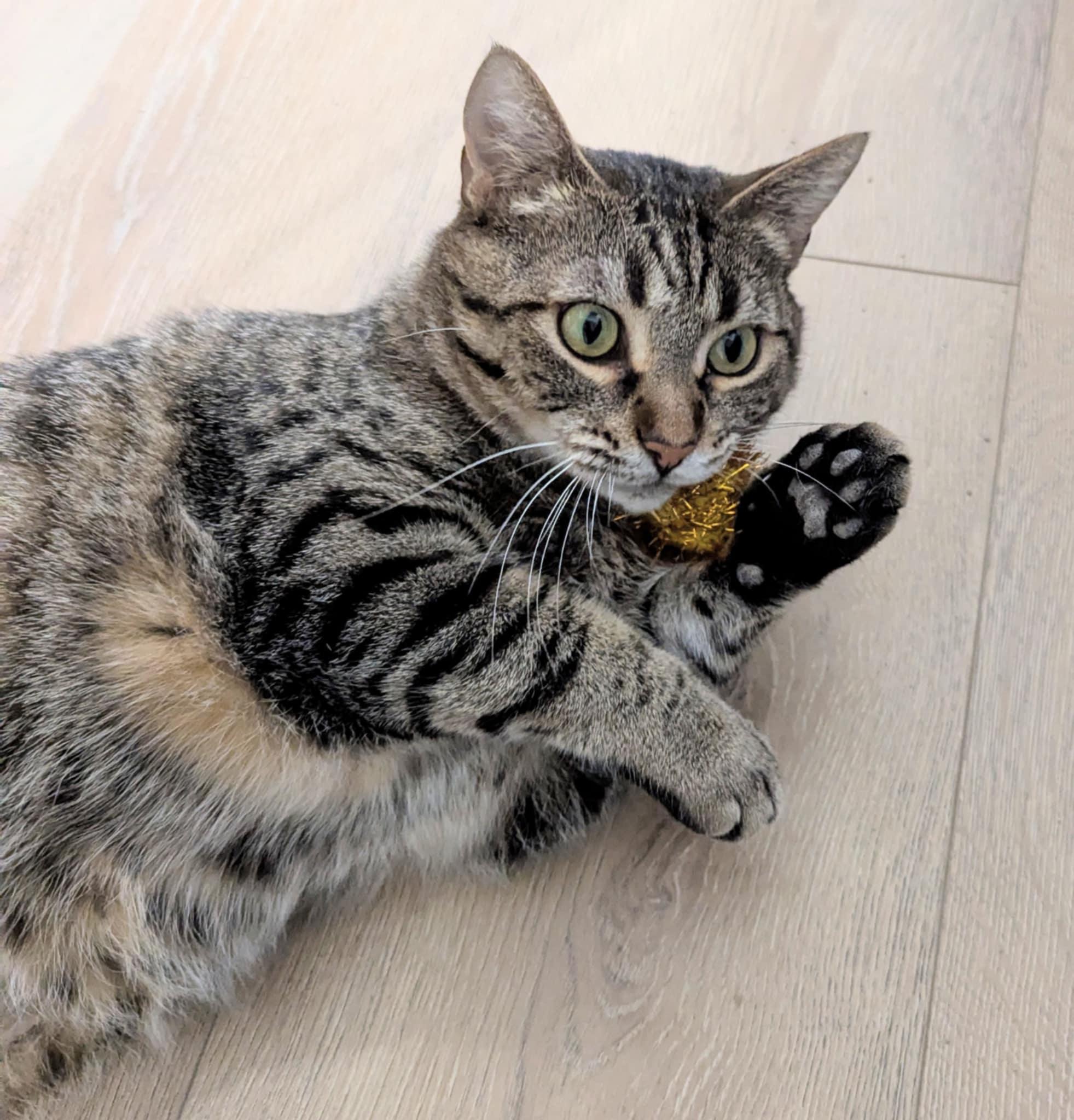 Enlarge Nala, a Adoptable Domestic Short Hair in Little Falls, MN image 2/5