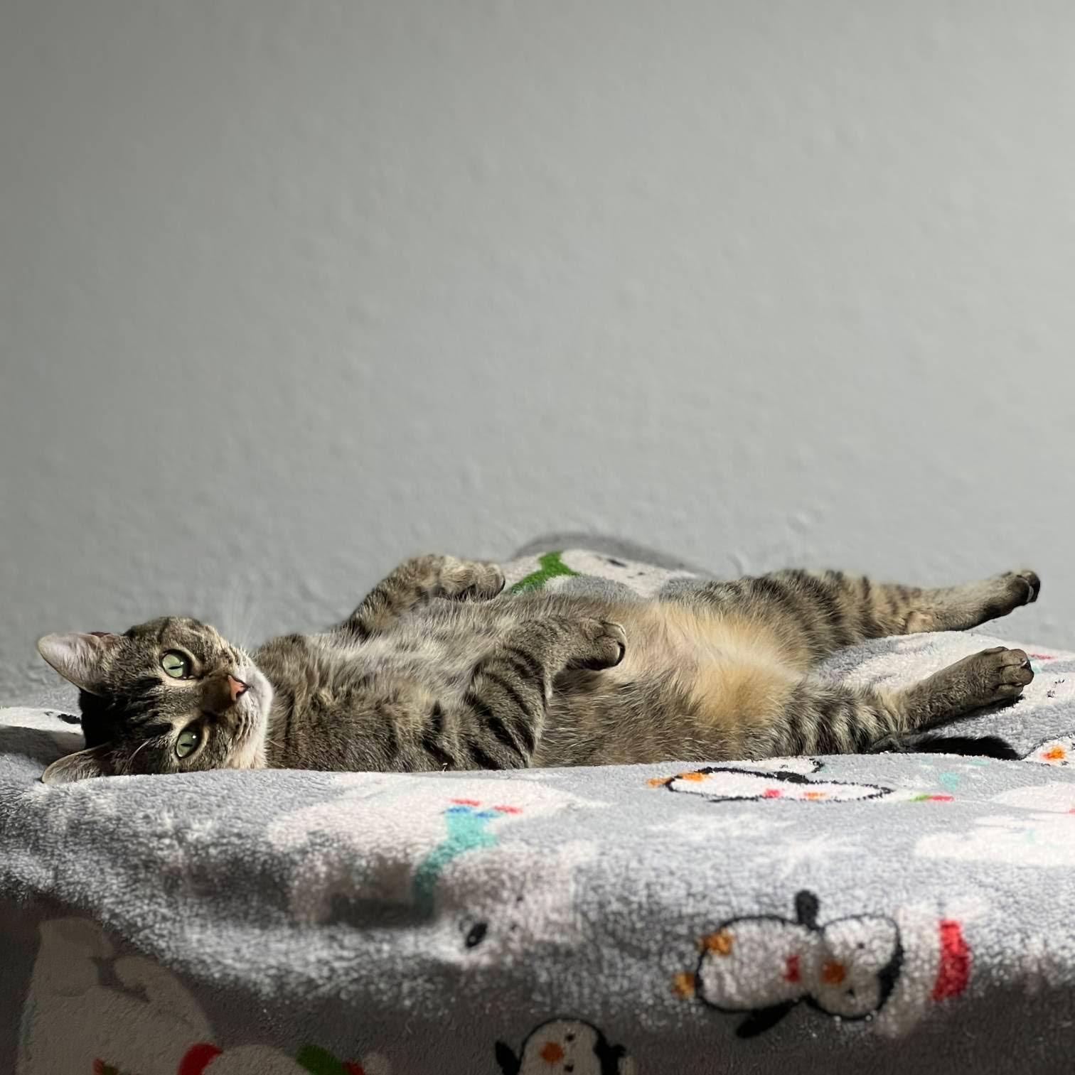 Enlarge Nala, a Adoptable Domestic Short Hair in Little Falls, MN image 3/5