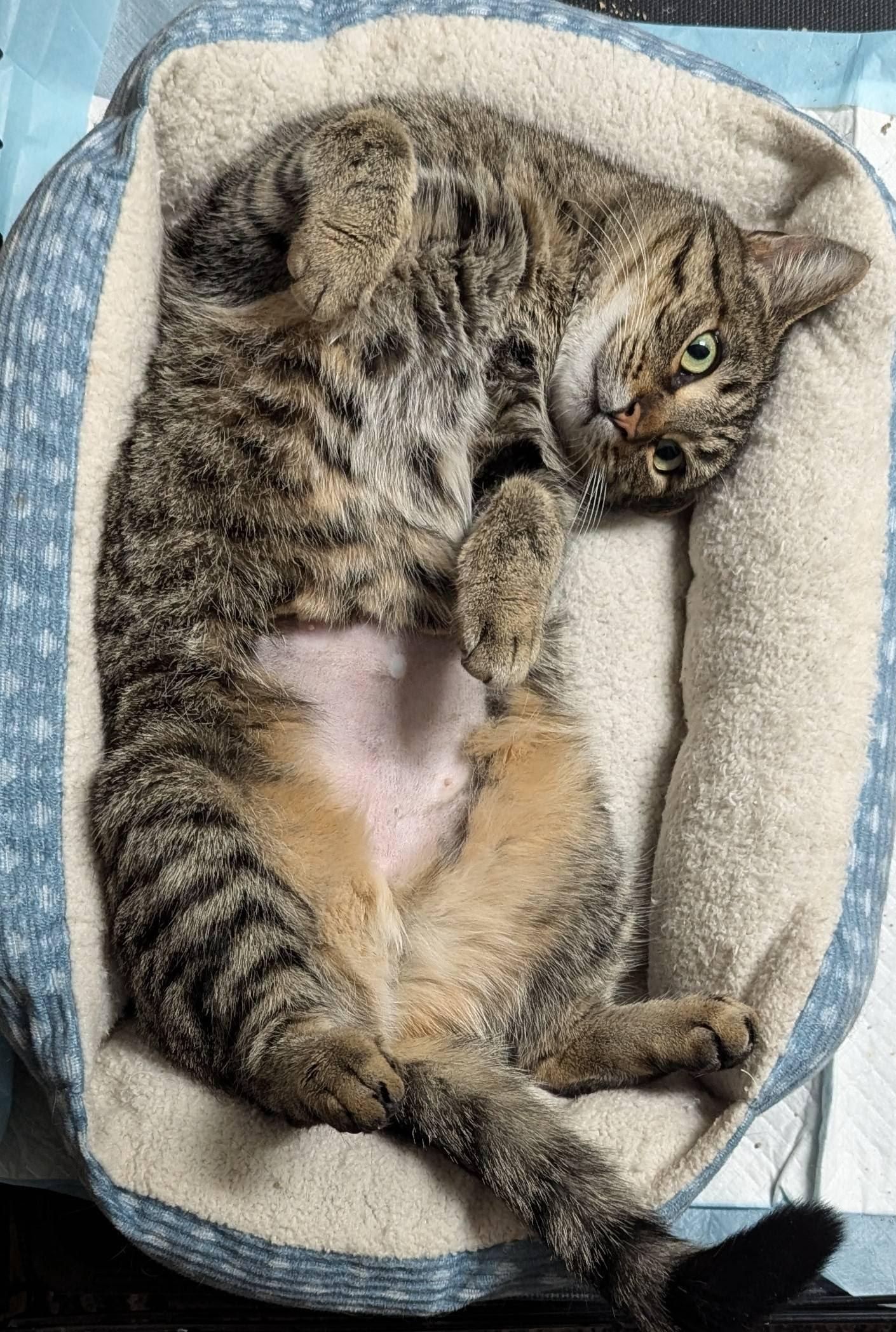 Enlarge Nala, a Adoptable Domestic Short Hair in Little Falls, MN image 5/5