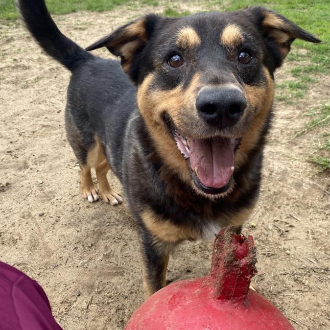 Castiel, Young Male Mixed Breed