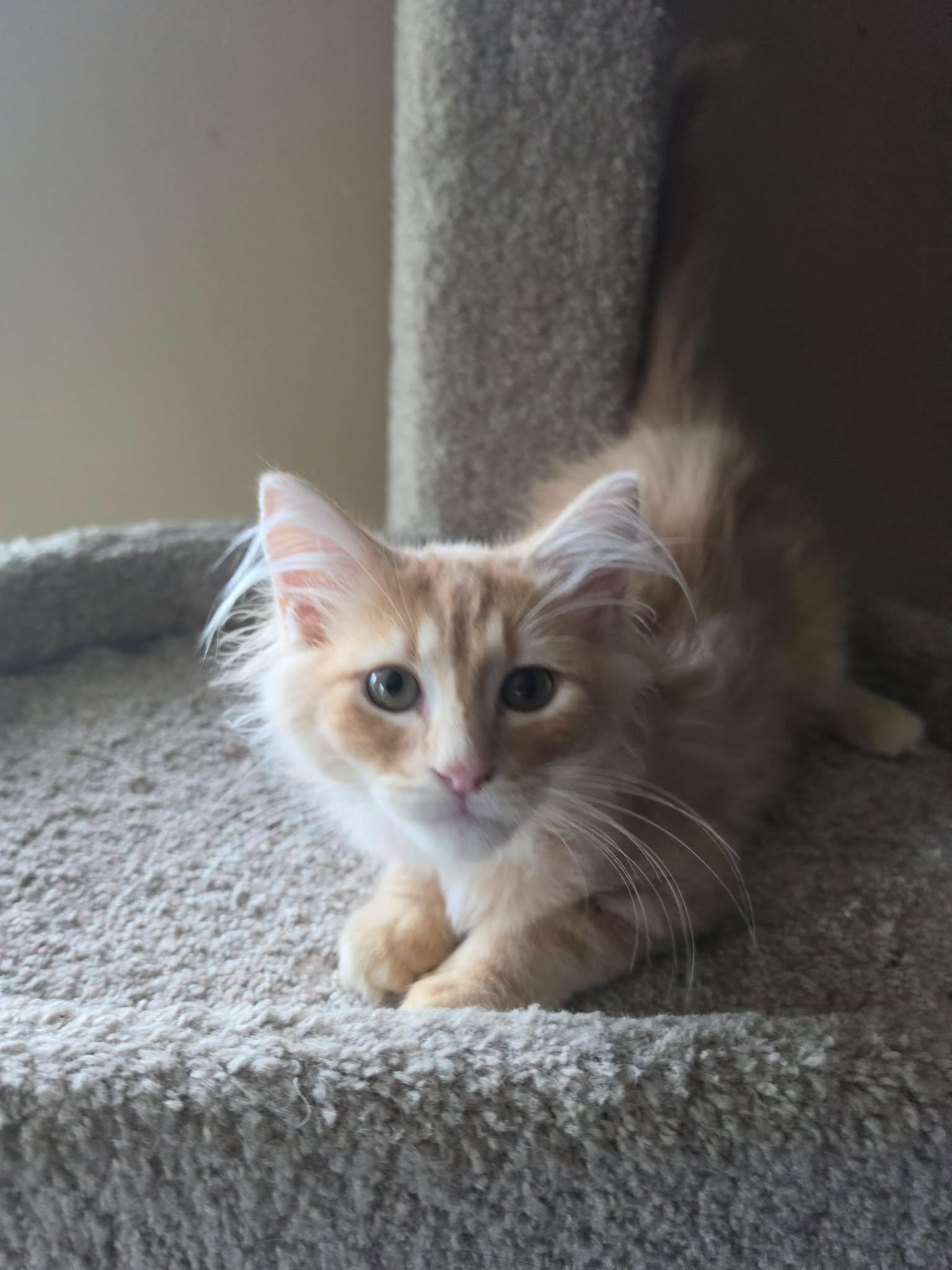Enlarge Blaze, an adopted Domestic Long Hair in Overland Park, KS image 4/4