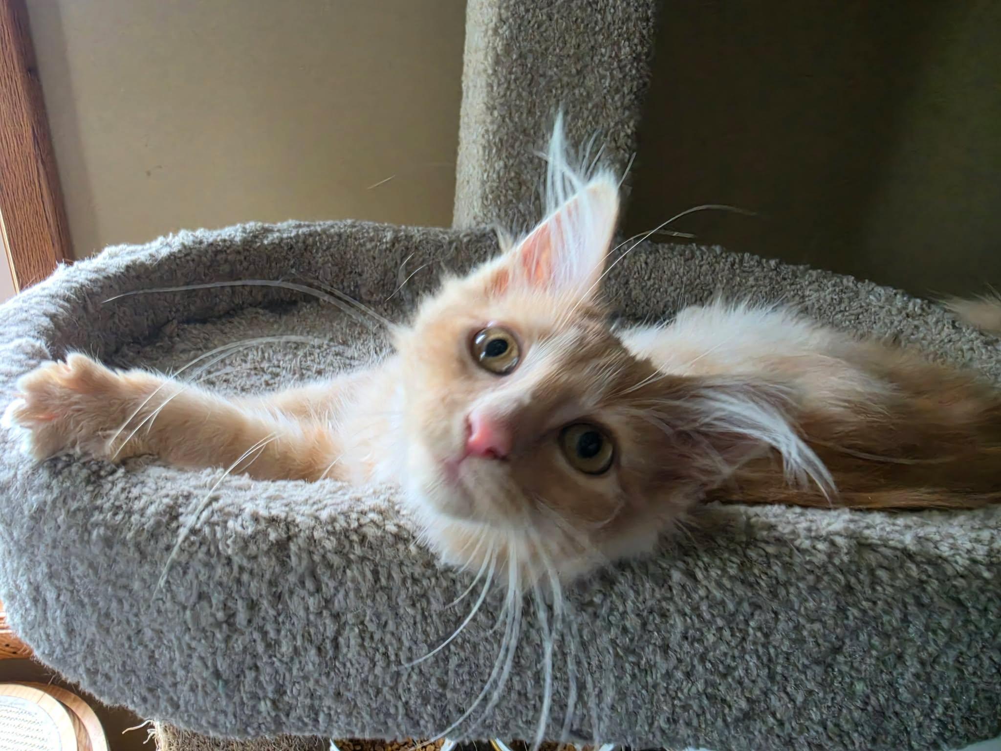 Enlarge Blaze, an adopted Domestic Long Hair in Overland Park, KS image 2/4