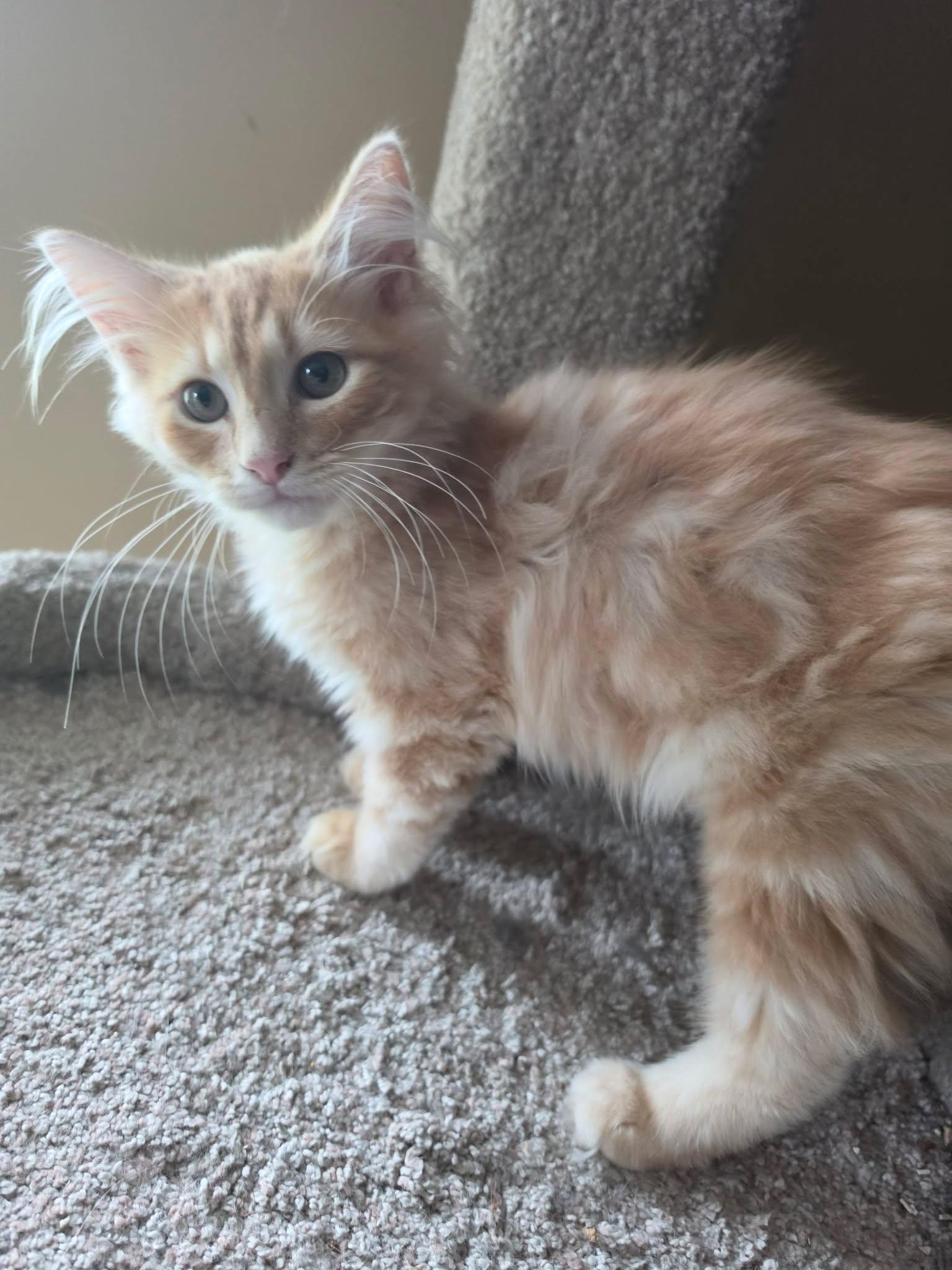 Blaze, adopted, Kitten Male Domestic Long Hair.