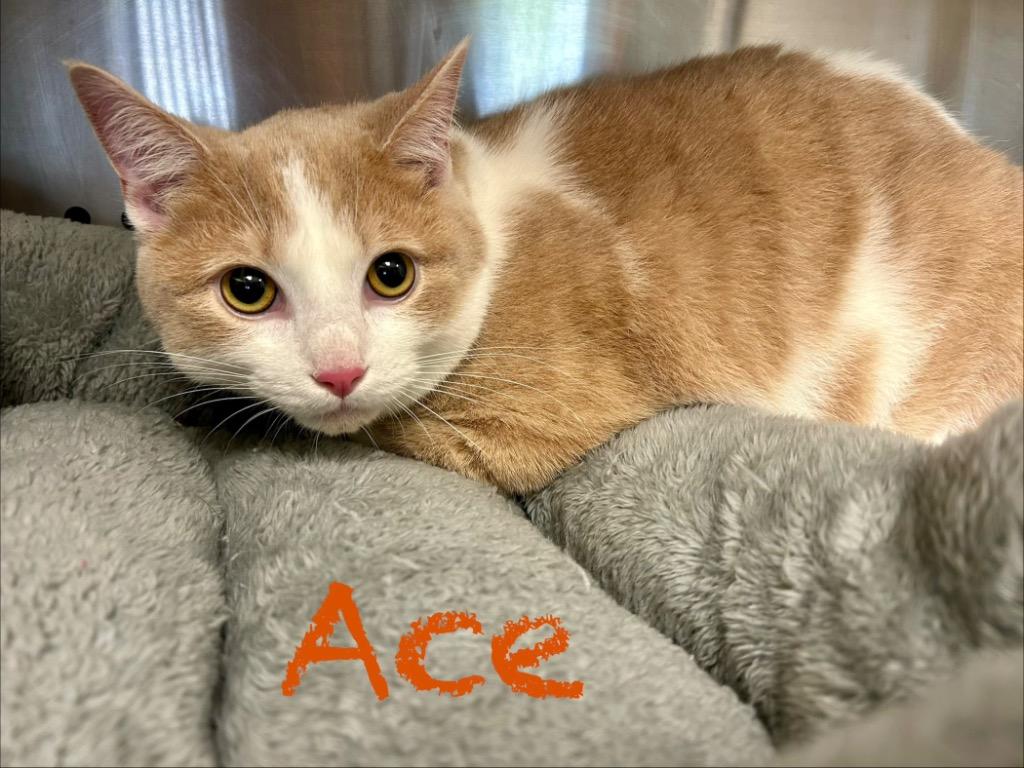 Enlarge Ace, a Adoptable mixed breed in West Union, OH image 1/1
