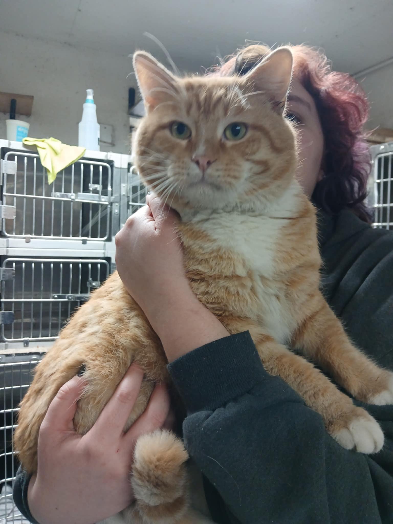 Sherbert, a Adoptable Domestic Short Hair in Princeton, IN image 1/3