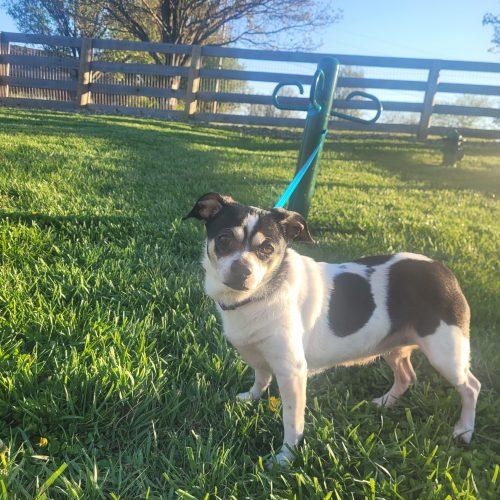 Baby 5748 D, Adoptable, Adult Female Chihuahua & Mixed Breed.