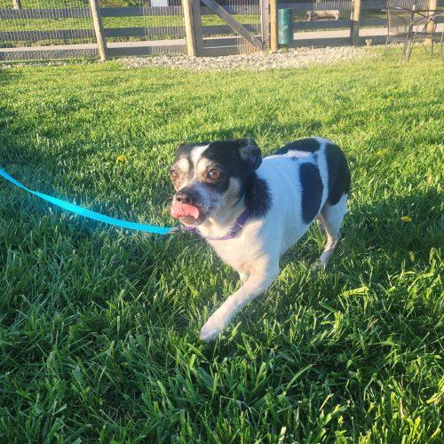 Enlarge Baby 5748 D, a Adoptable mixed breed in Frankfort, KY image 2/6