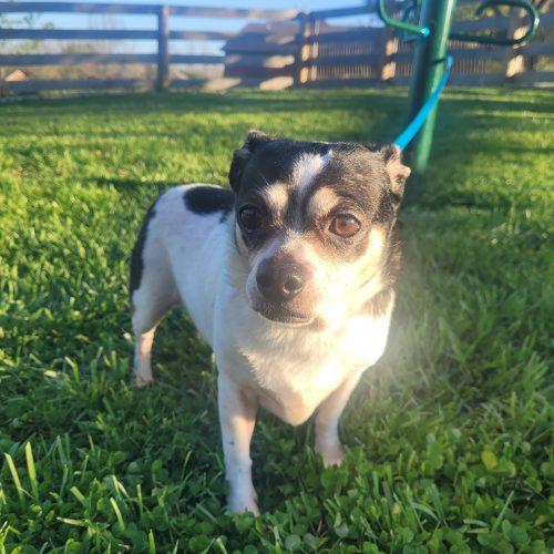 Enlarge Baby 5748 D, a Adoptable mixed breed in Frankfort, KY image 3/6