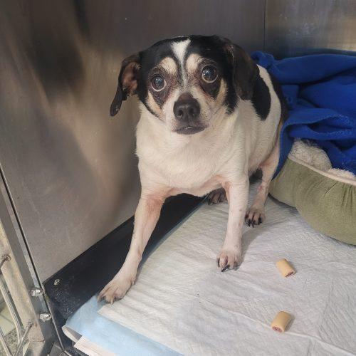 Enlarge Baby 5748 D, a Adoptable mixed breed in Frankfort, KY image 4/6