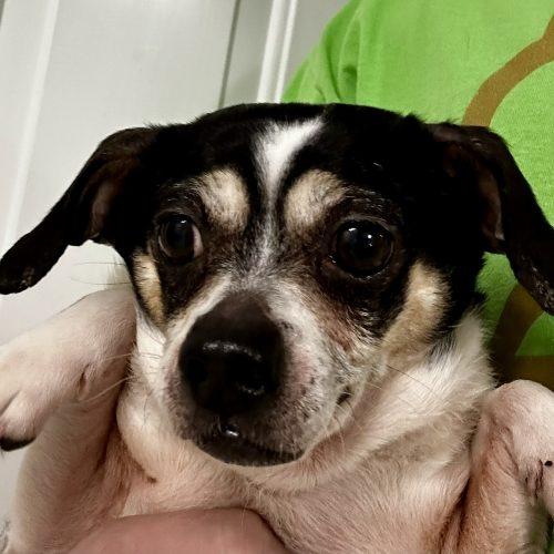 Enlarge Baby 5748 D, a Adoptable mixed breed in Frankfort, KY image 5/6