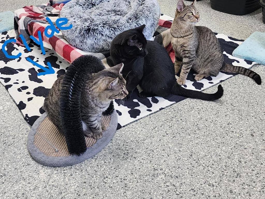 Clyde Livingston, Adoptable, Young Male Domestic Short Hair.