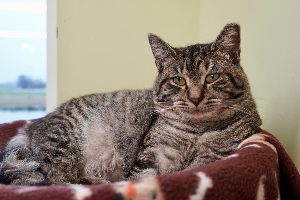 Enlarge Clyde Livingston, a Adopted mixed breed in Auburn, IN image 1/1