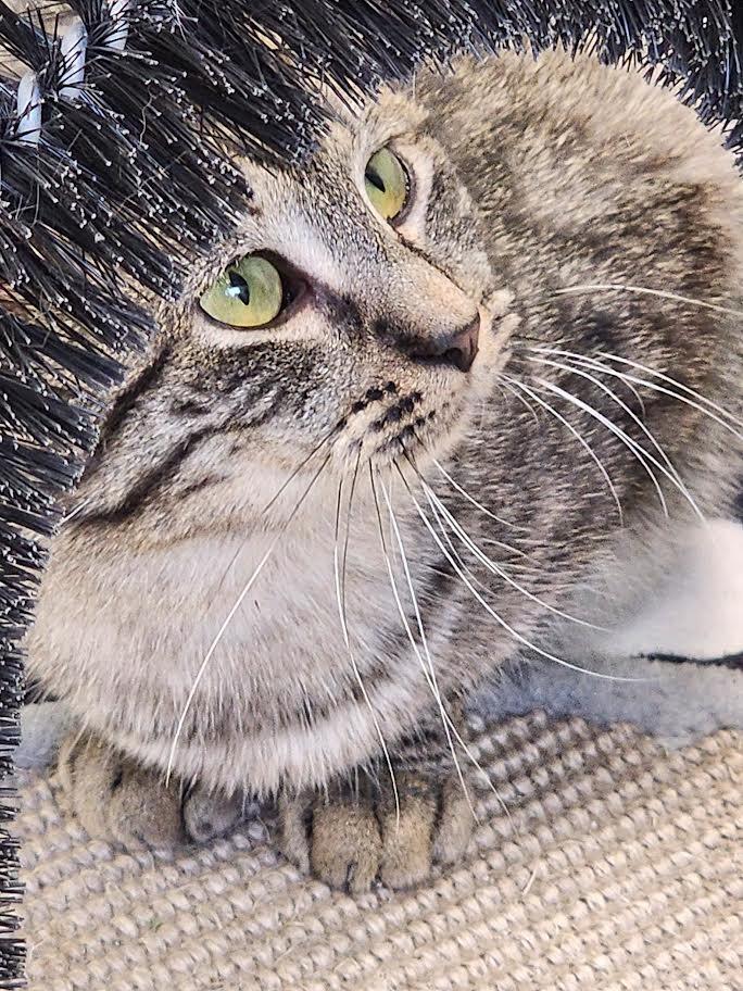 Clyde Livingston, a Adoptable mixed breed in Auburn, IN image 3/5