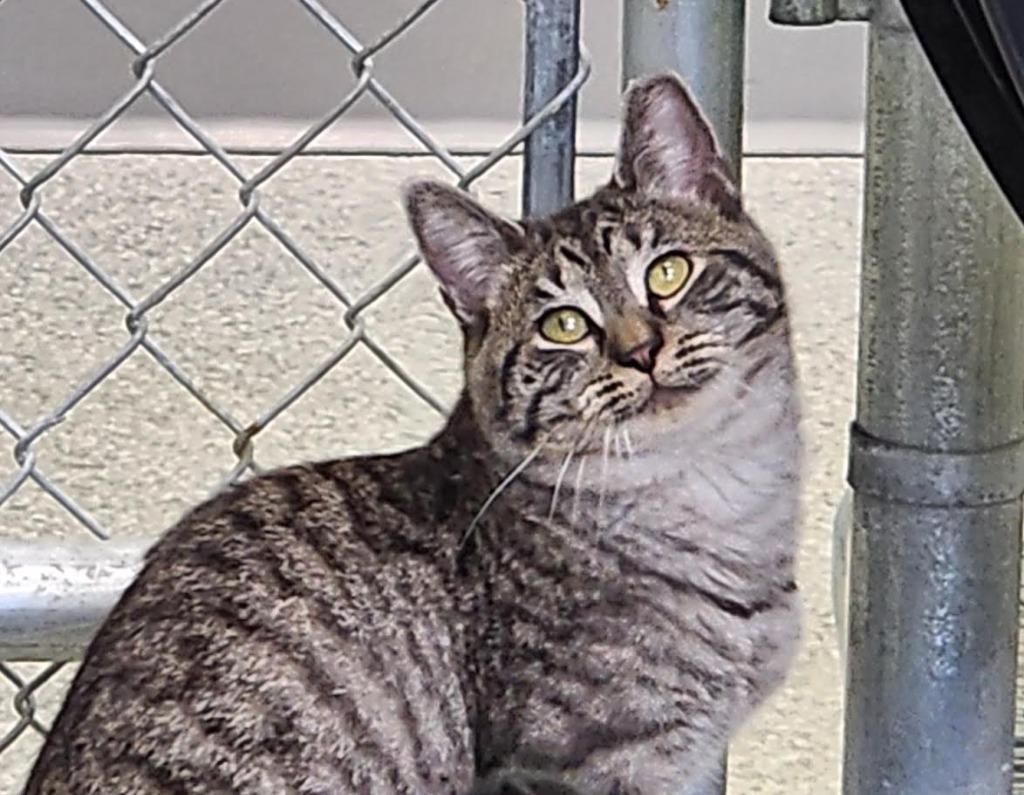 Clyde Livingston, a Adoptable mixed breed in Auburn, IN image 4/5