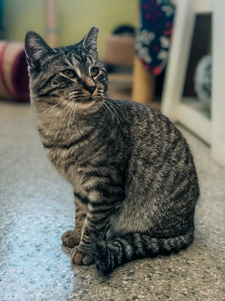 Clyde Livingston, a Adoptable mixed breed in Auburn, IN image 5/5