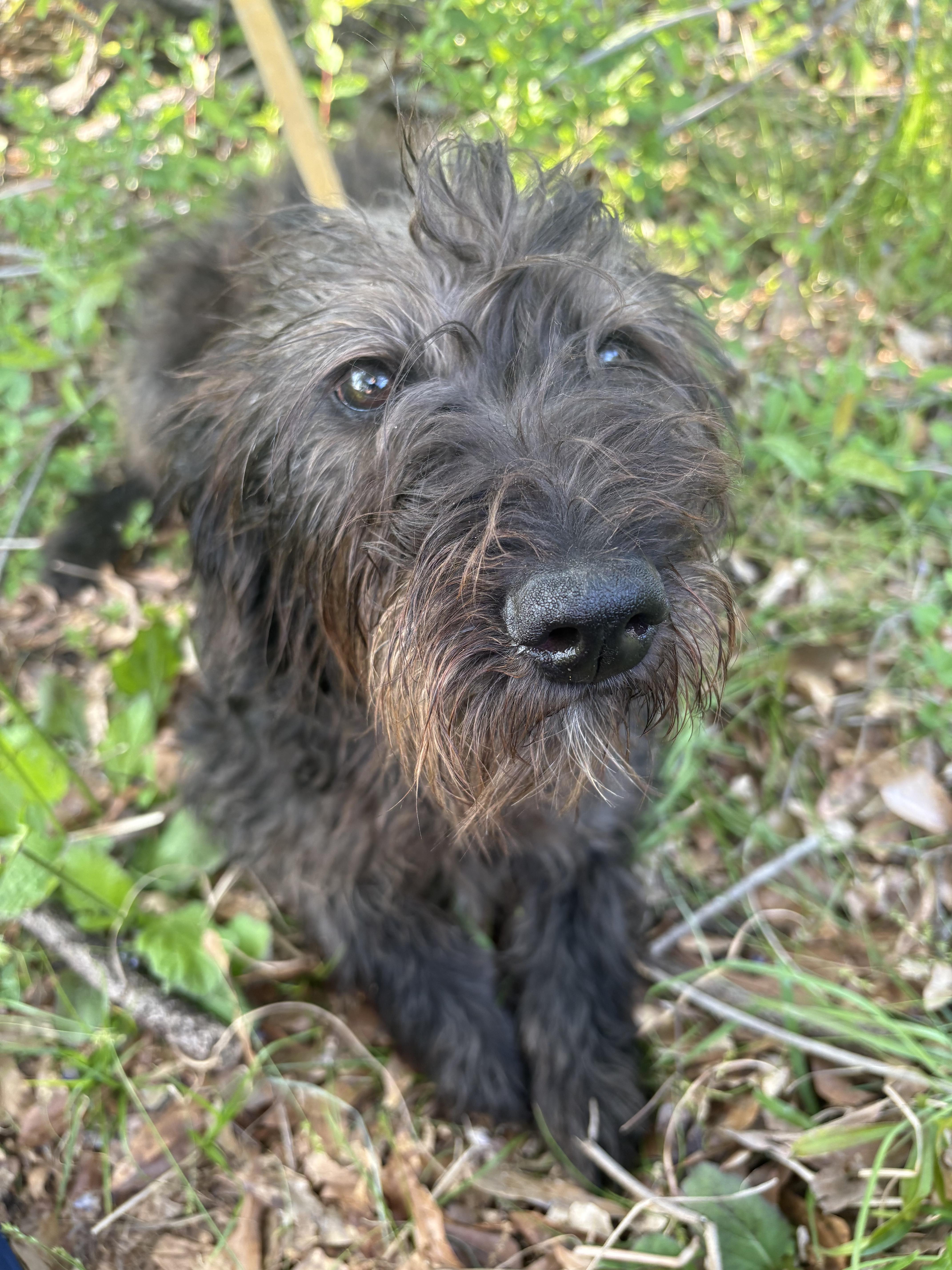 Enlarge Bali, an adopted Labradoodle in Allentown, PA image 4/6