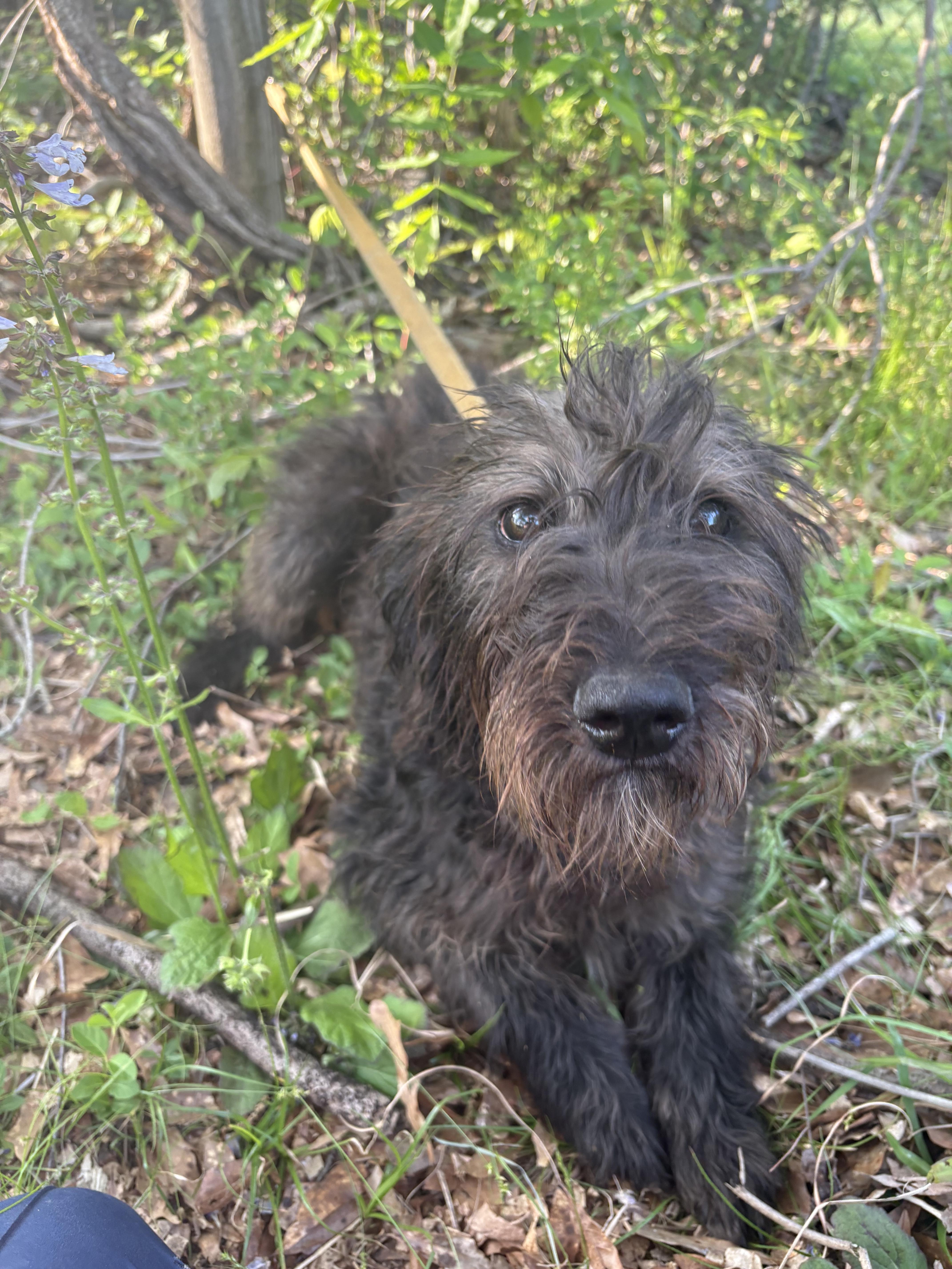 Enlarge Bali, an adopted Labradoodle in Allentown, PA image 5/6
