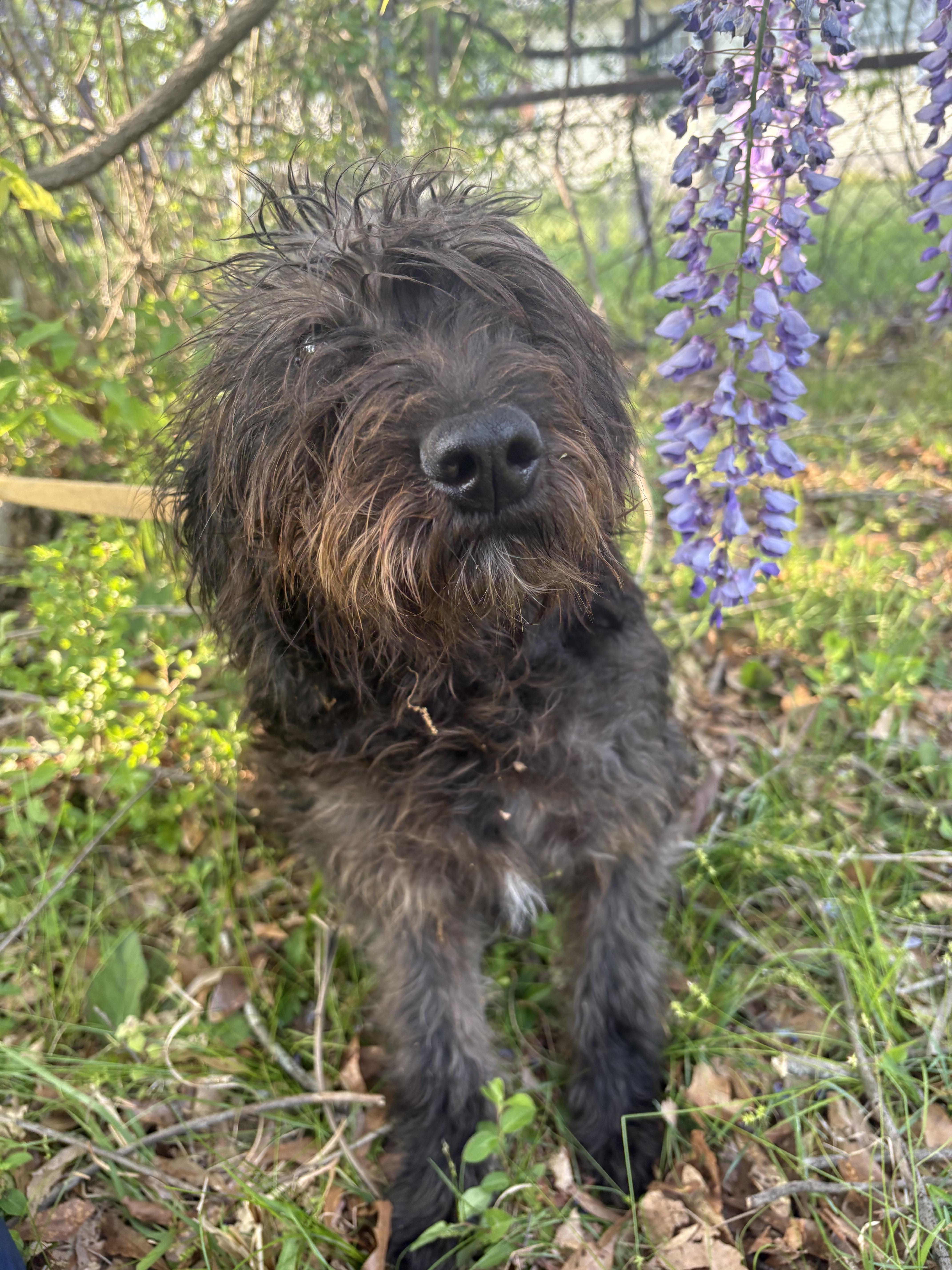 Enlarge Bali, an adopted Labradoodle in Allentown, PA image 3/6