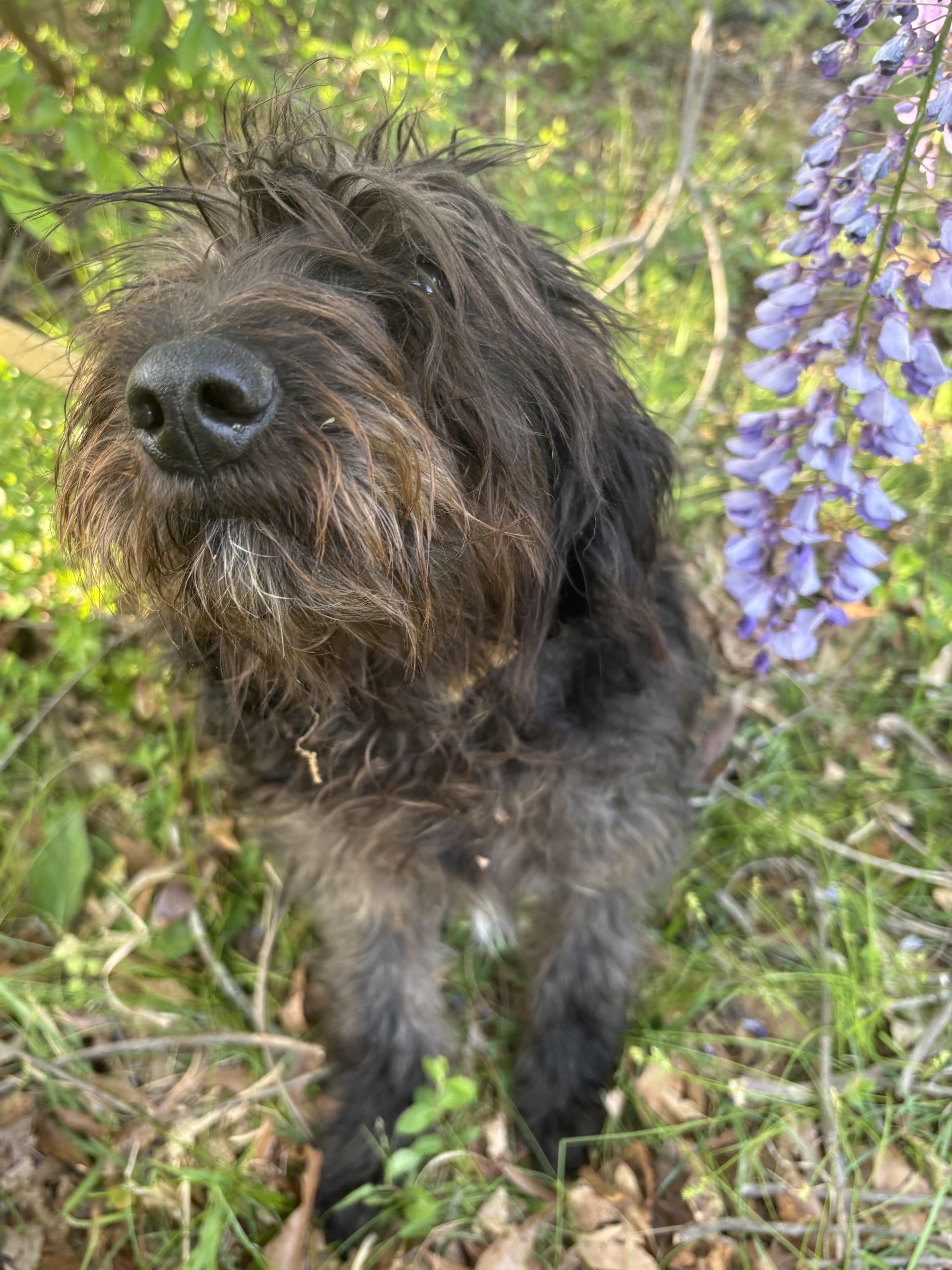 Bali, adopted, Puppy Female Labradoodle.