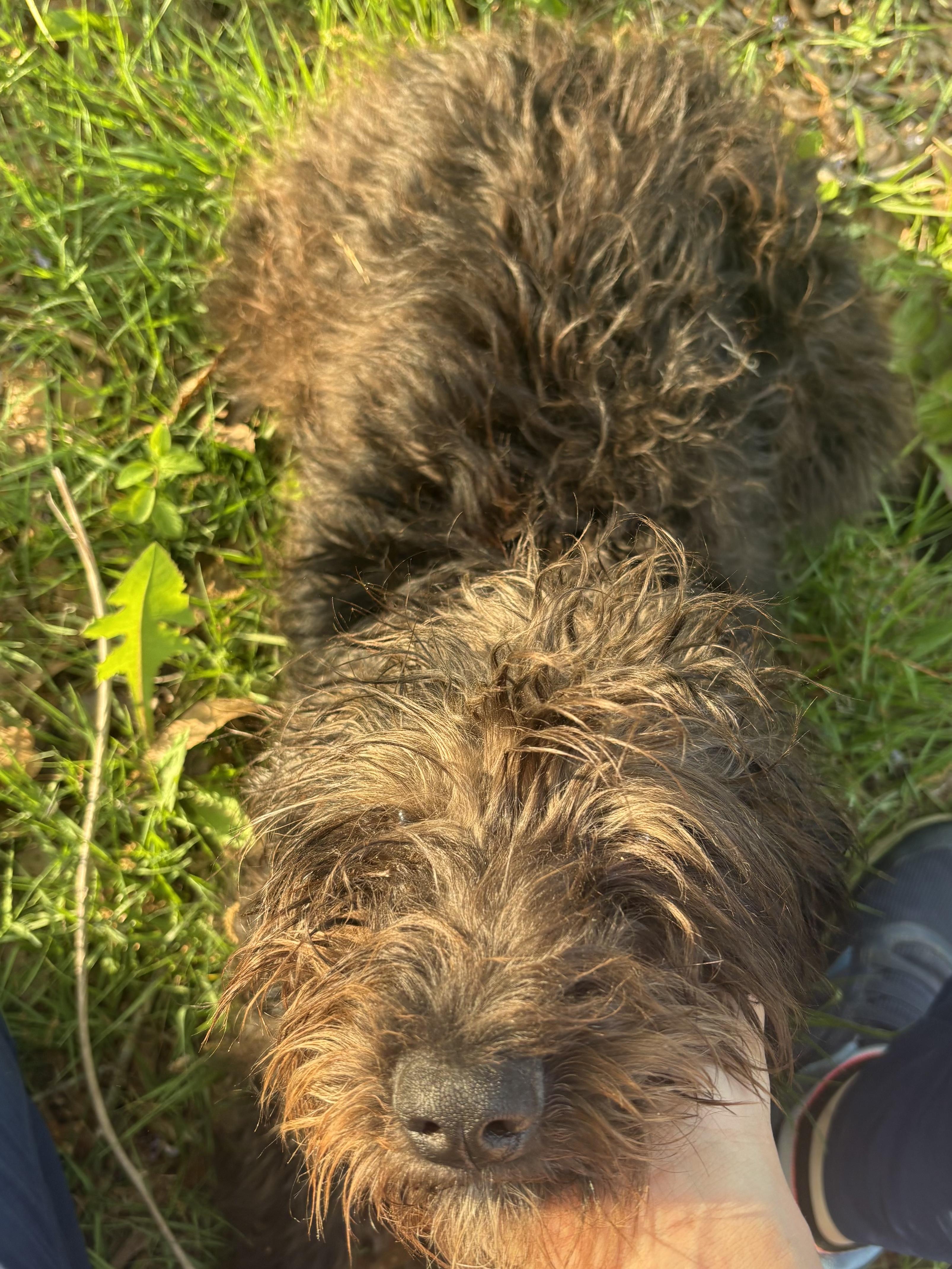 Enlarge Bali, an adopted Labradoodle in Allentown, PA image 6/6