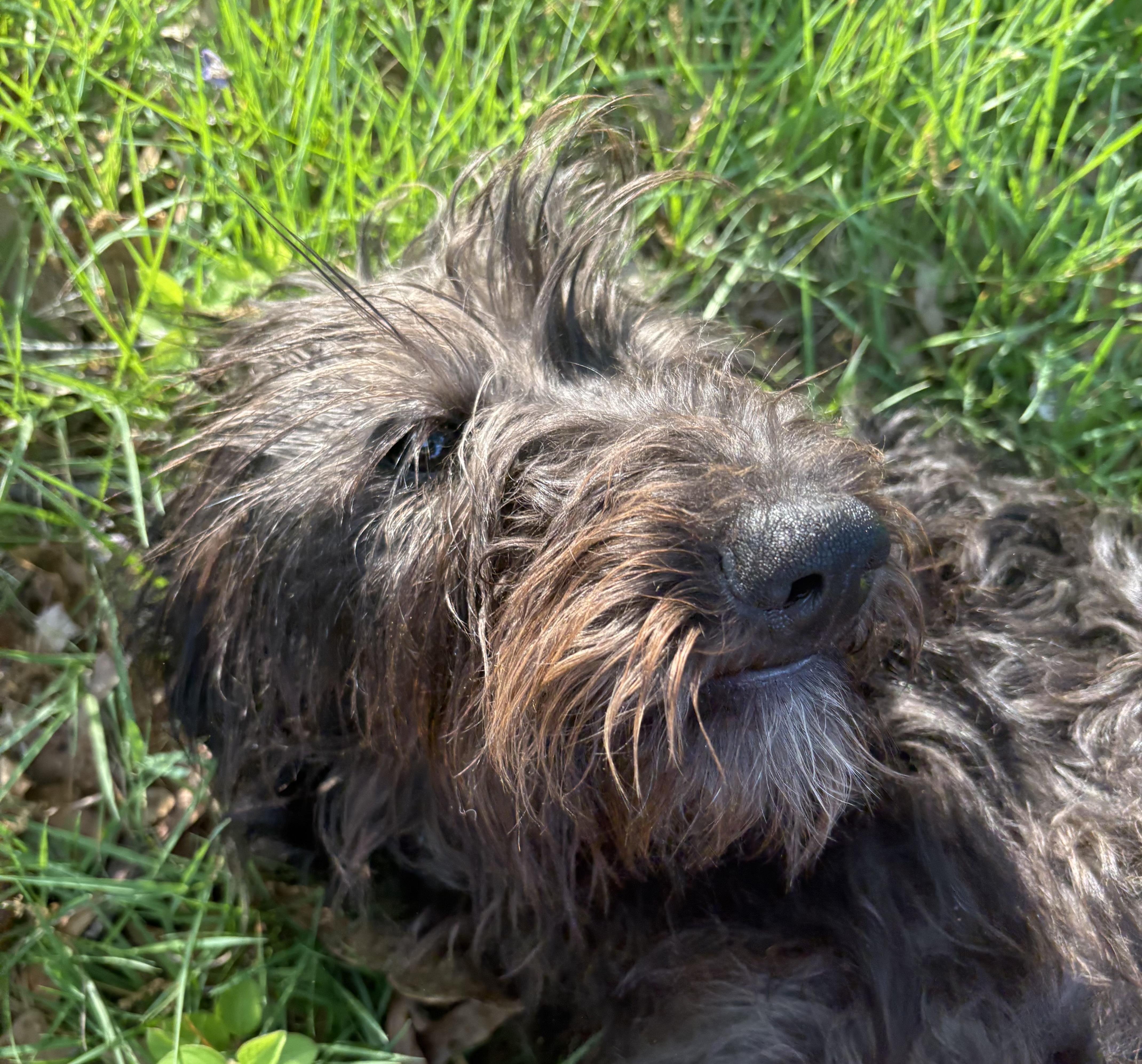 Enlarge Bali, an adopted Labradoodle in Allentown, PA image 2/6