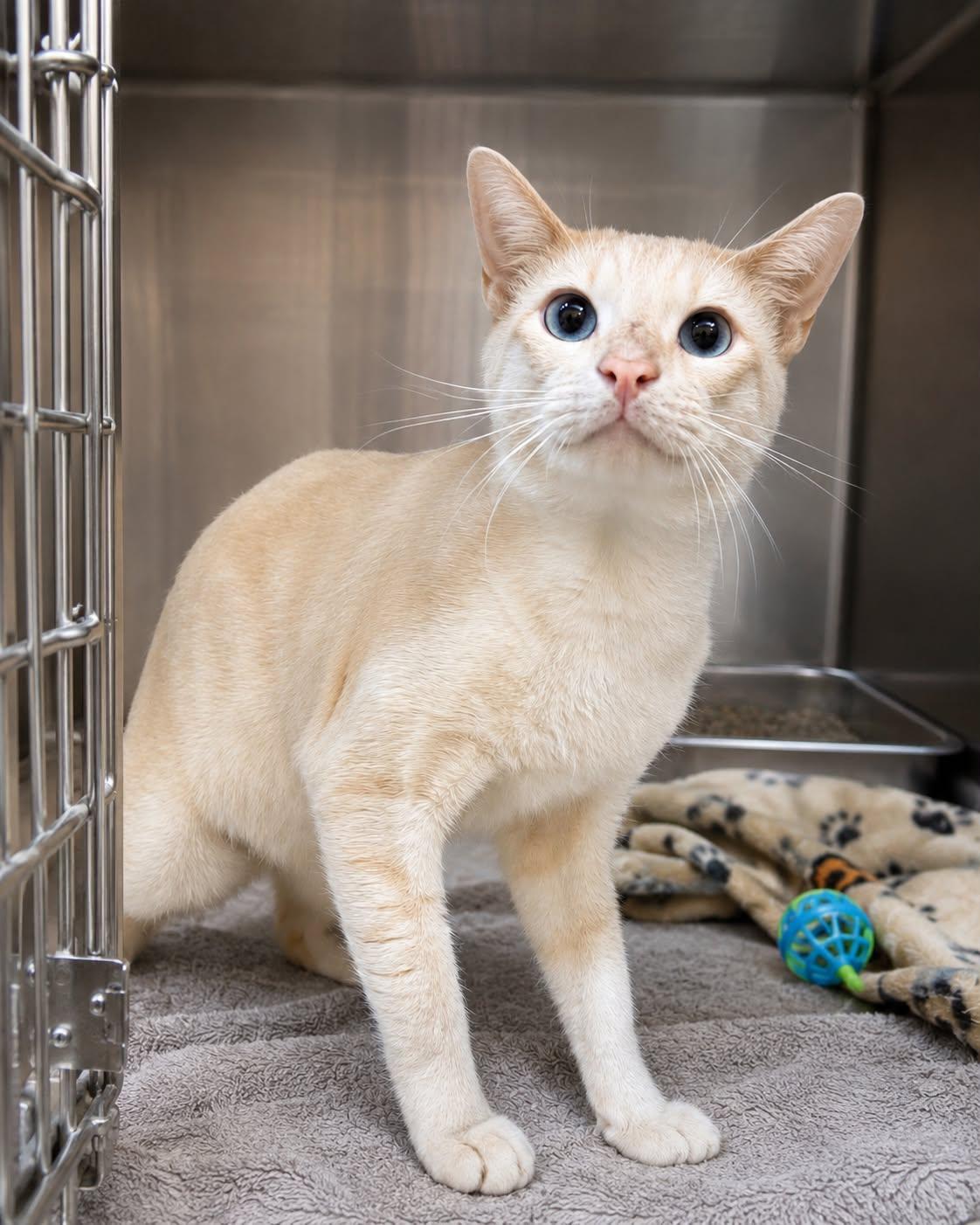 Salmon - Flame point Siamese, Adoptable, Adult Male Siamese.