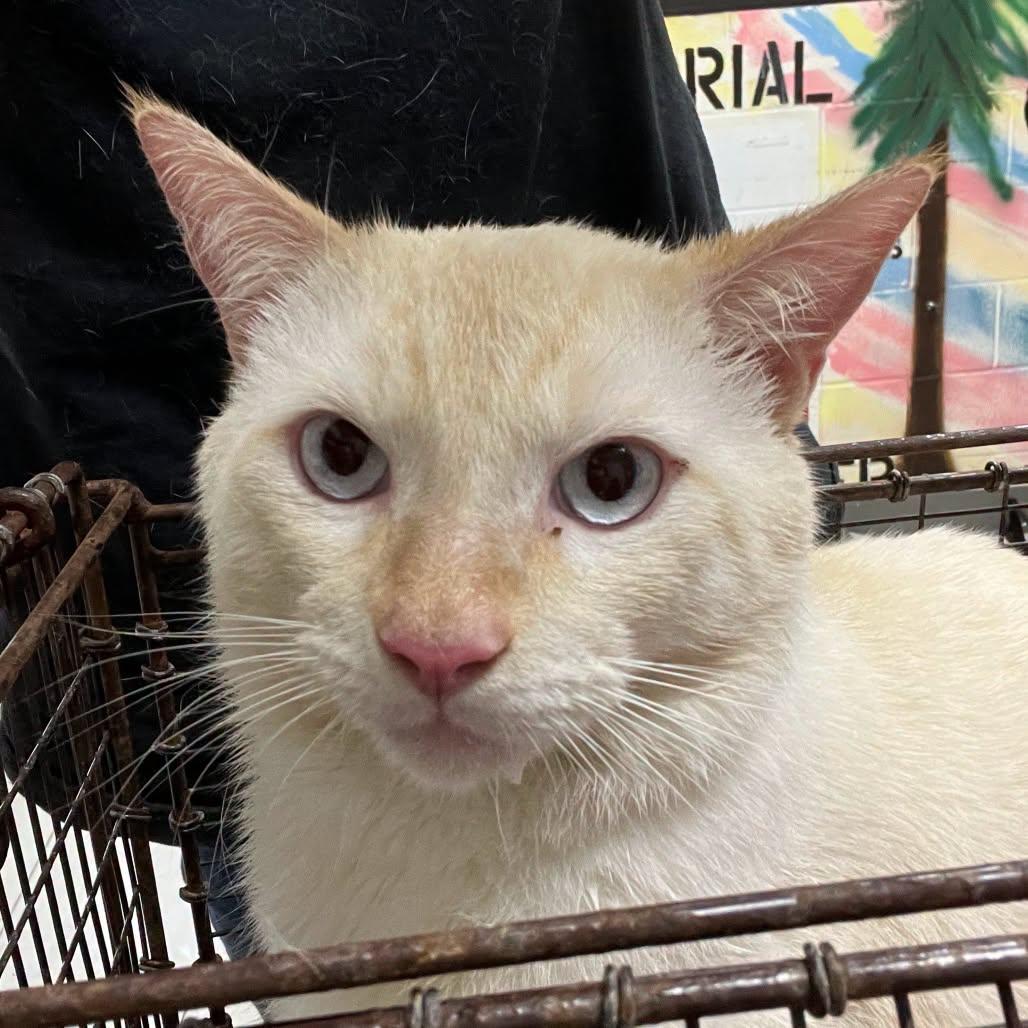 Salmon - Flame point Siamese, a Adoptable Siamese in Muskego, WI image 3/5