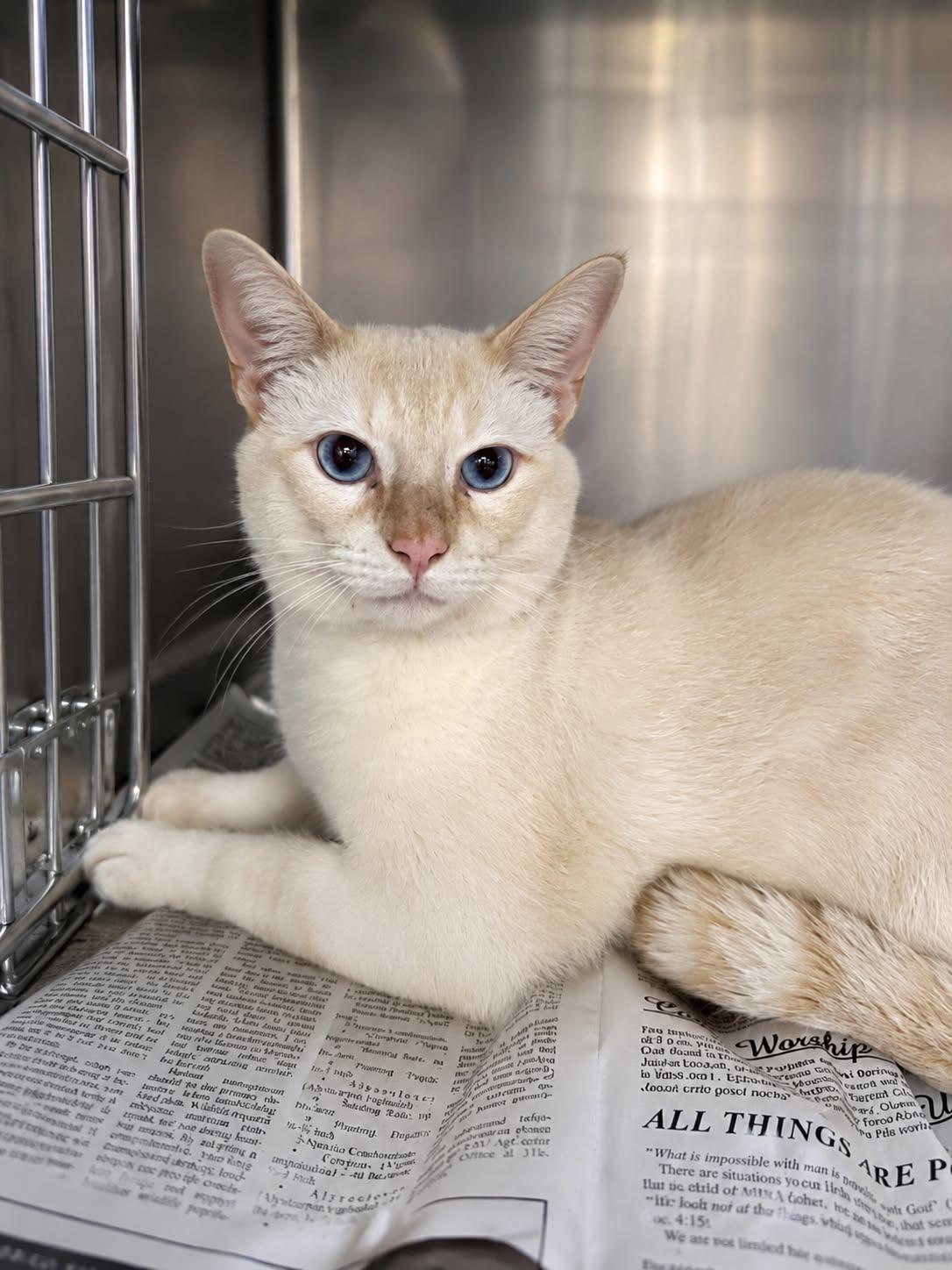 Salmon - Flame point Siamese, a Adoptable Siamese in Muskego, WI image 2/5