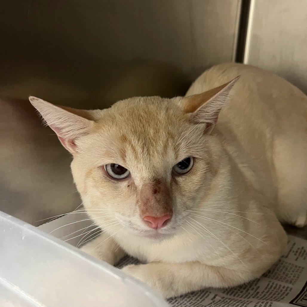 Salmon - Flame point Siamese, a Adoptable Siamese in Muskego, WI image 5/5